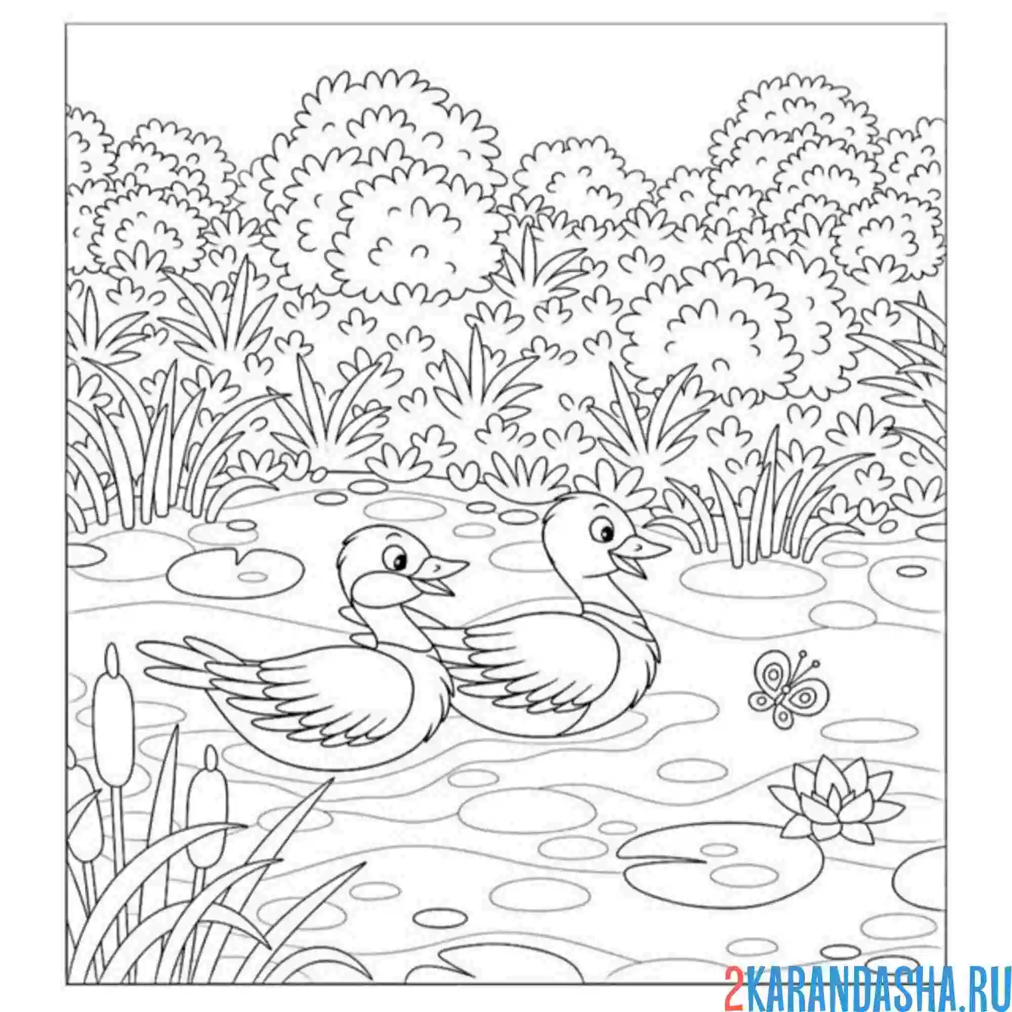 Раскраска селезень и утка на пруду