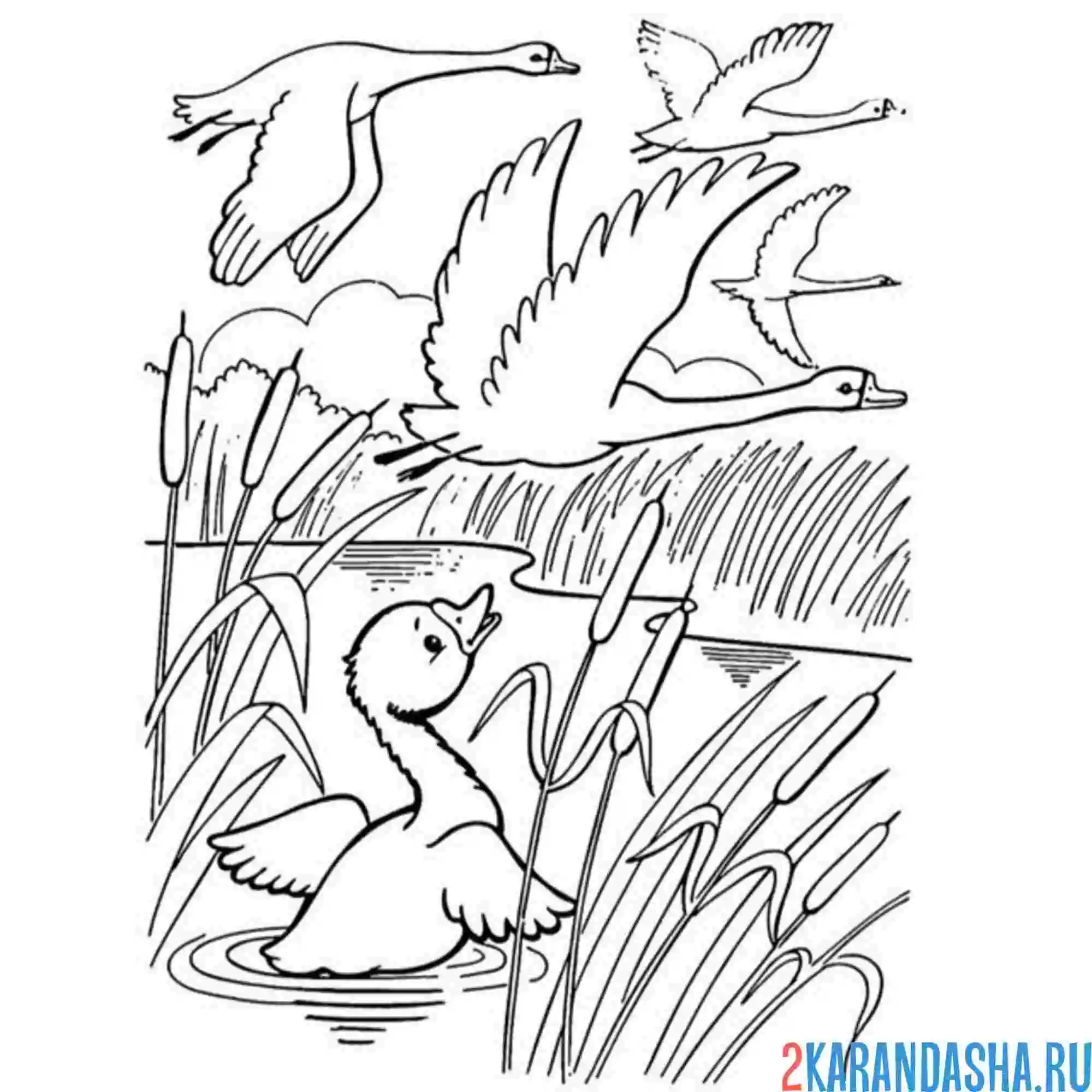 Раскраска гадкий утенок хочет к лебедям