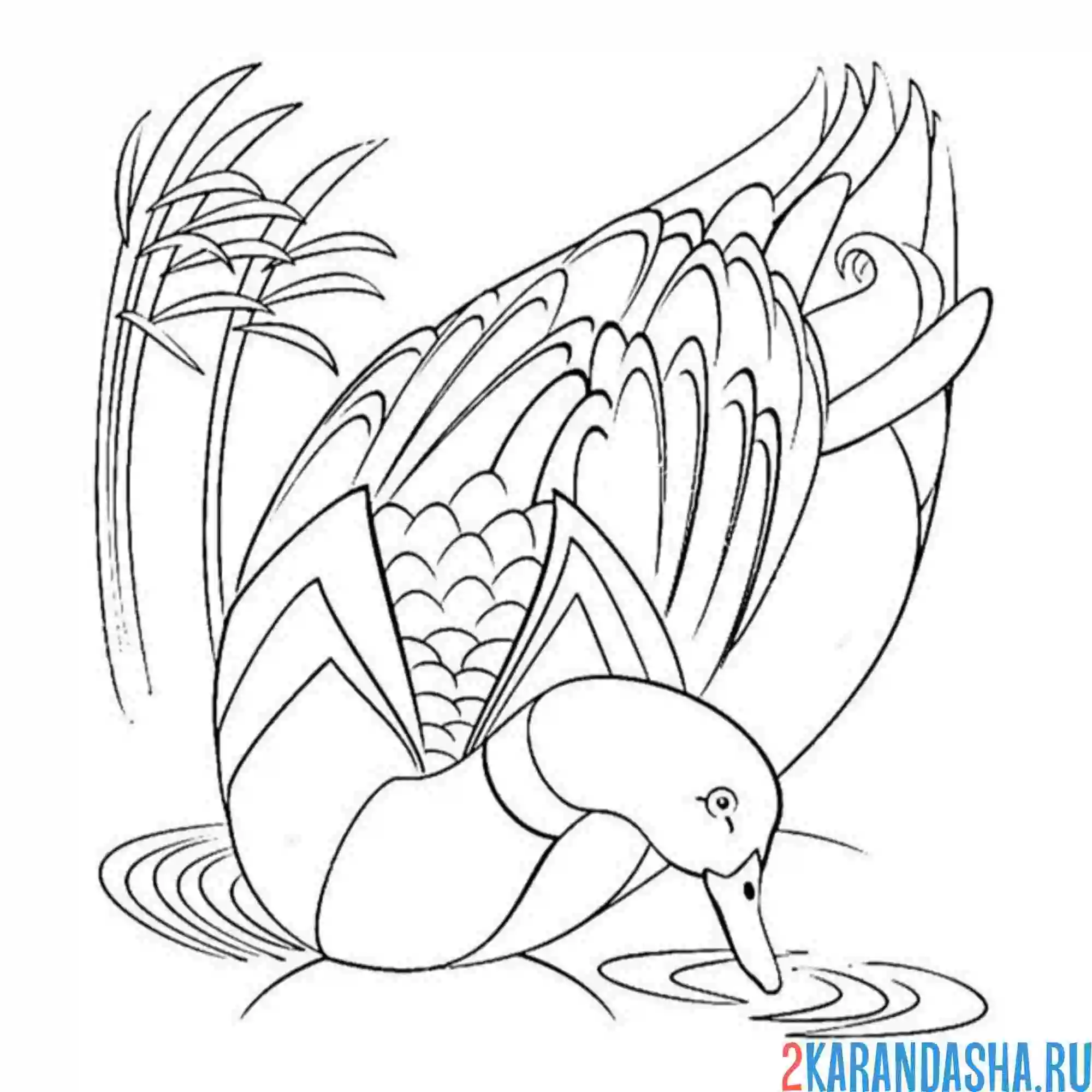 Раскраска красивая утка пьет