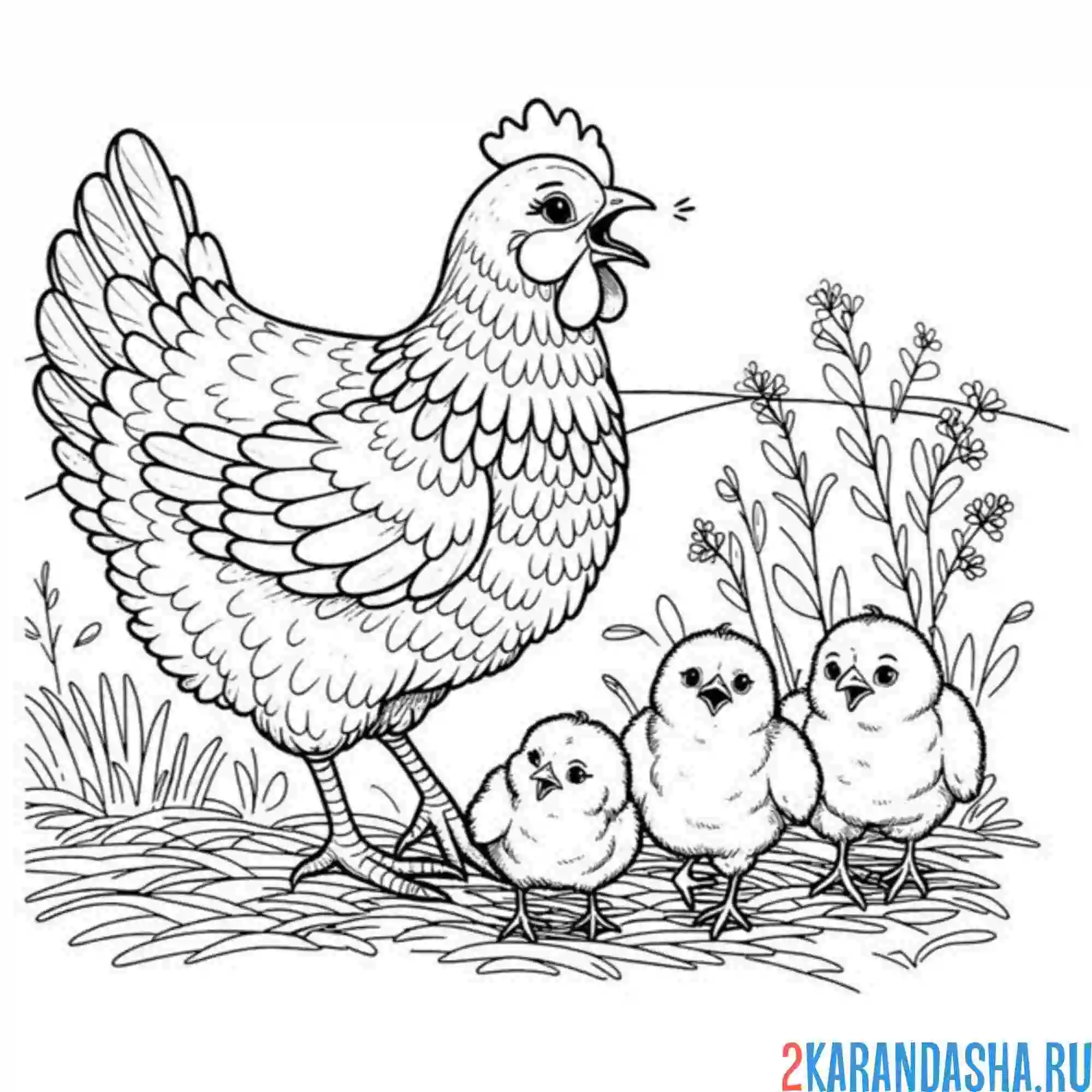 Раскраска курица и три цыпленка
