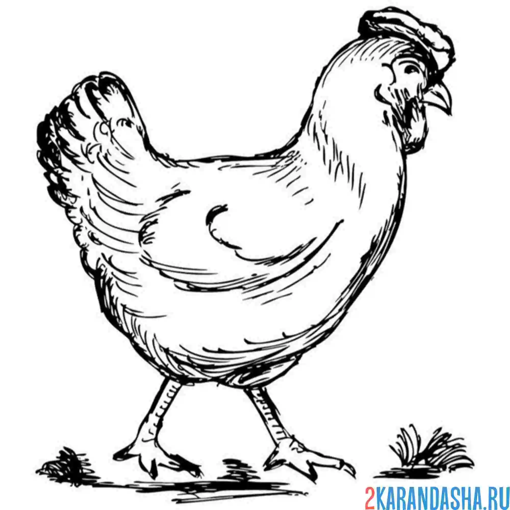 Раскраска курица ходит