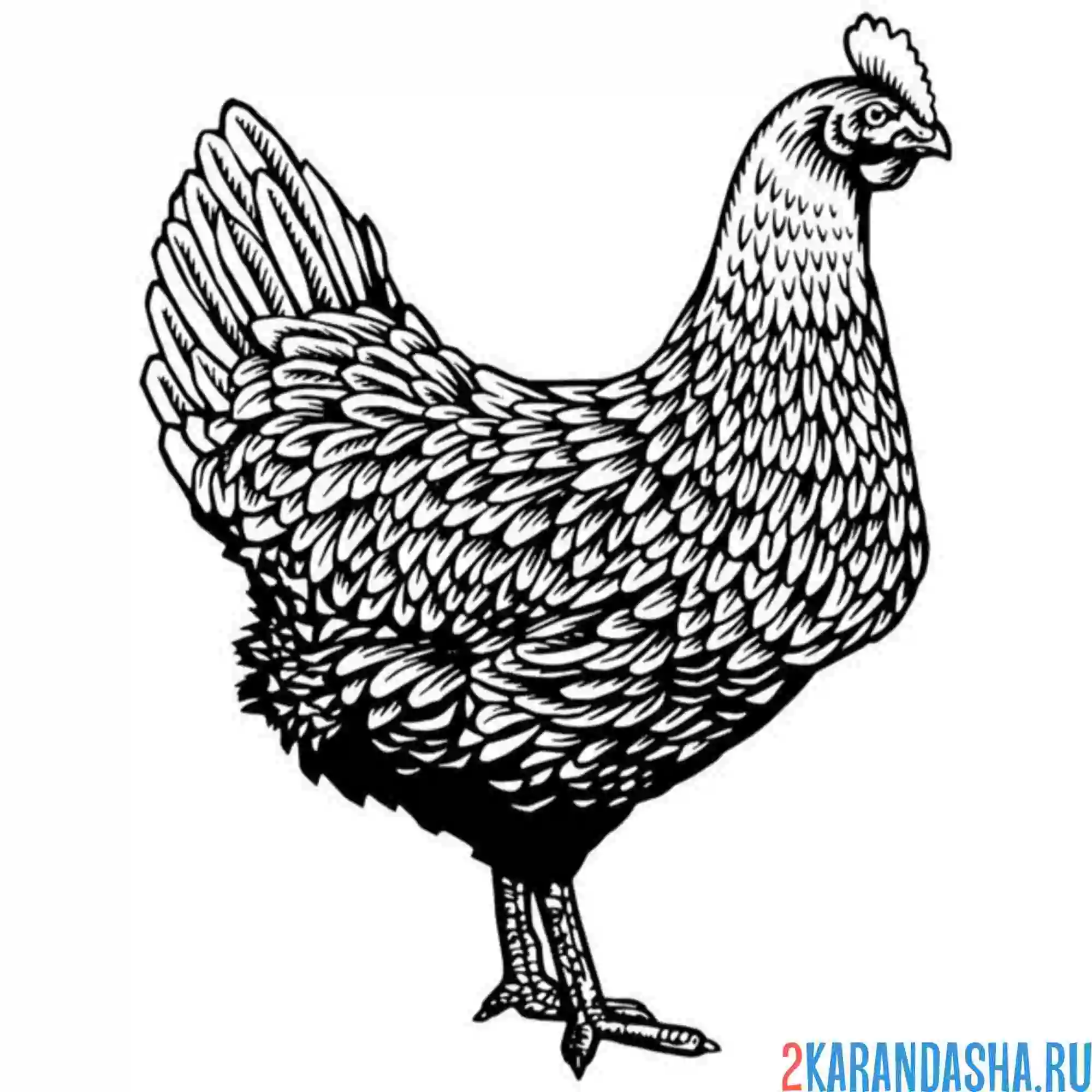 Раскраска курица несушка