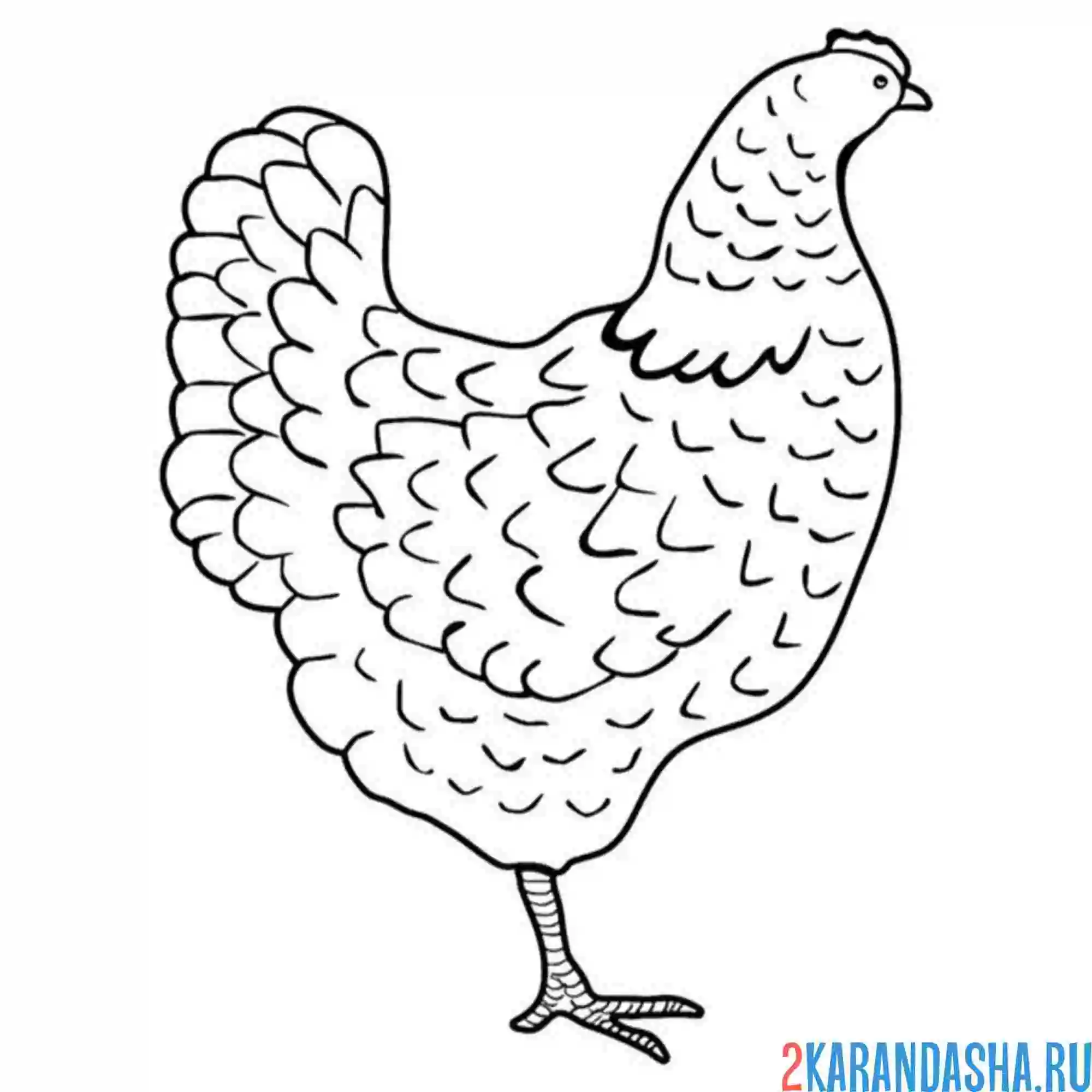 Раскраска курица сбоку