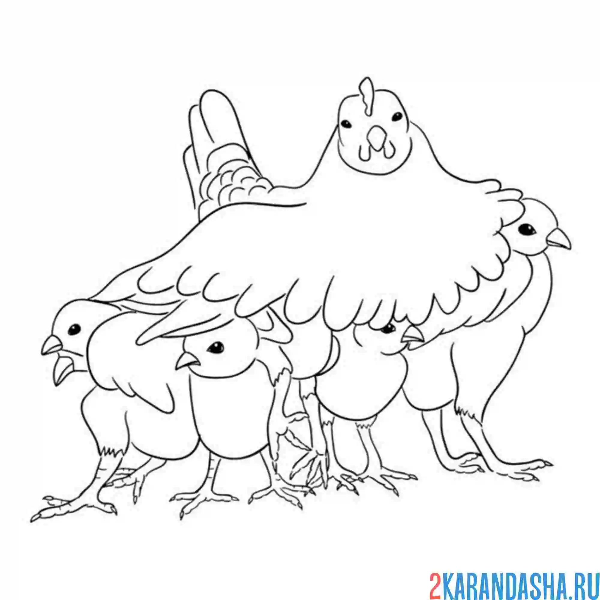 Раскраска мама курица накрыла цыплят