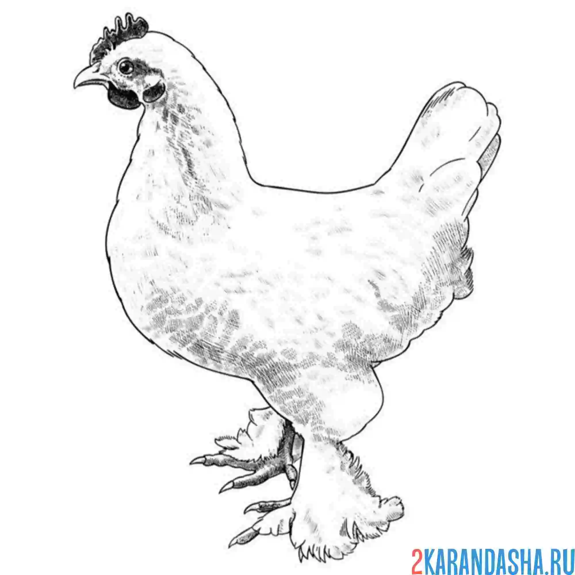 Раскраска курица кохинхин