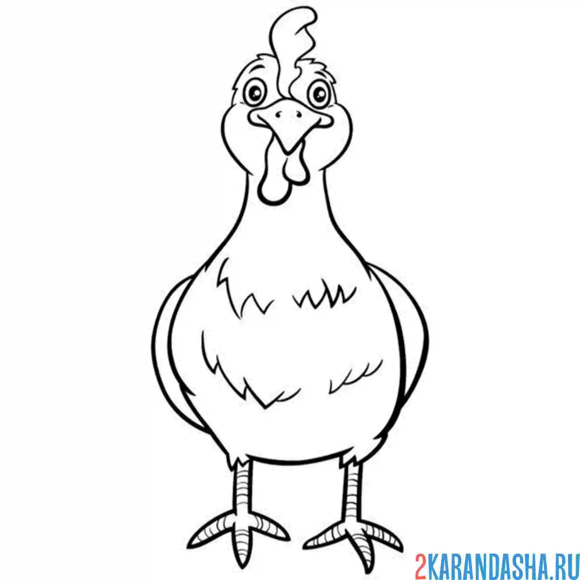 Раскраска курица в анфас