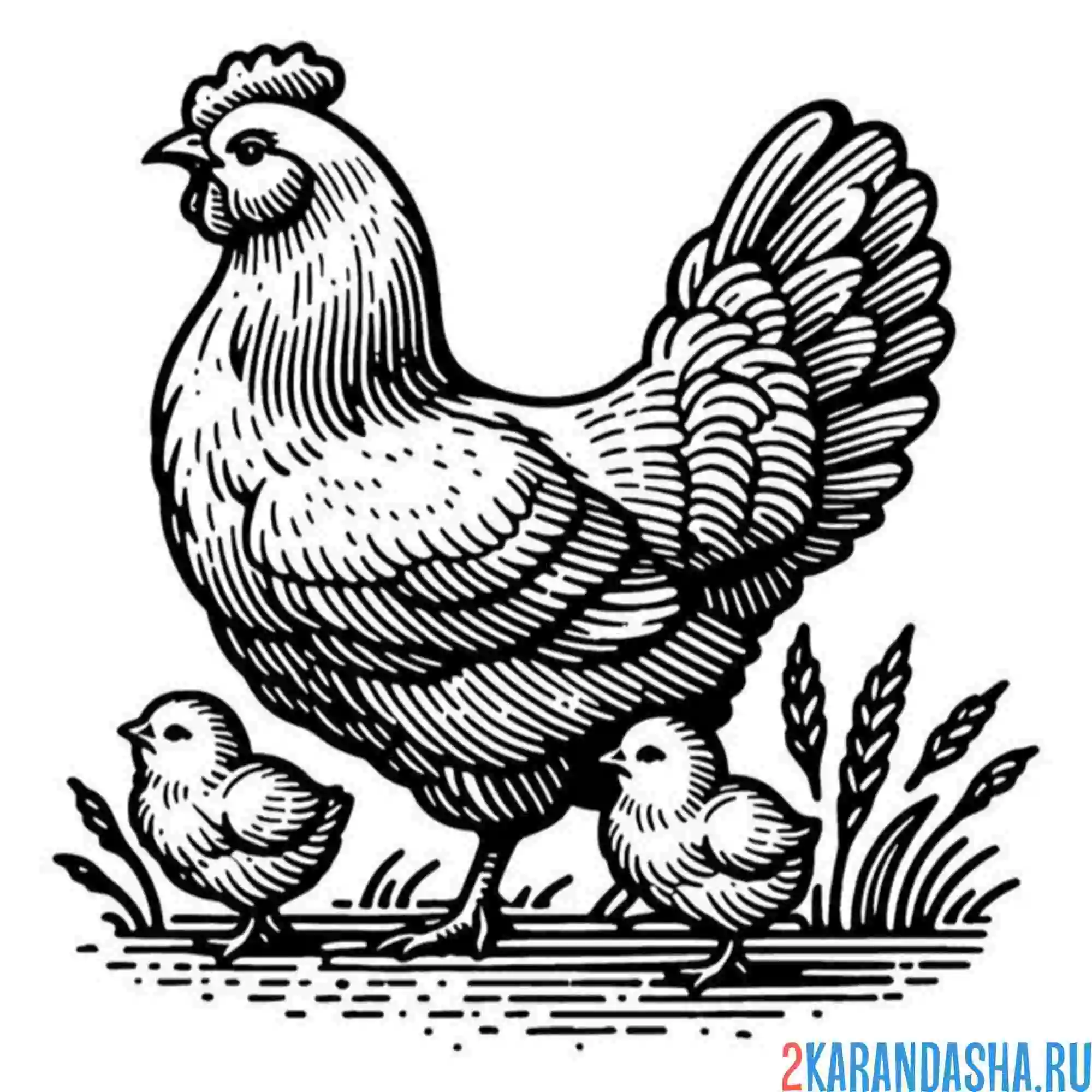 Раскраска курица два цыпленка