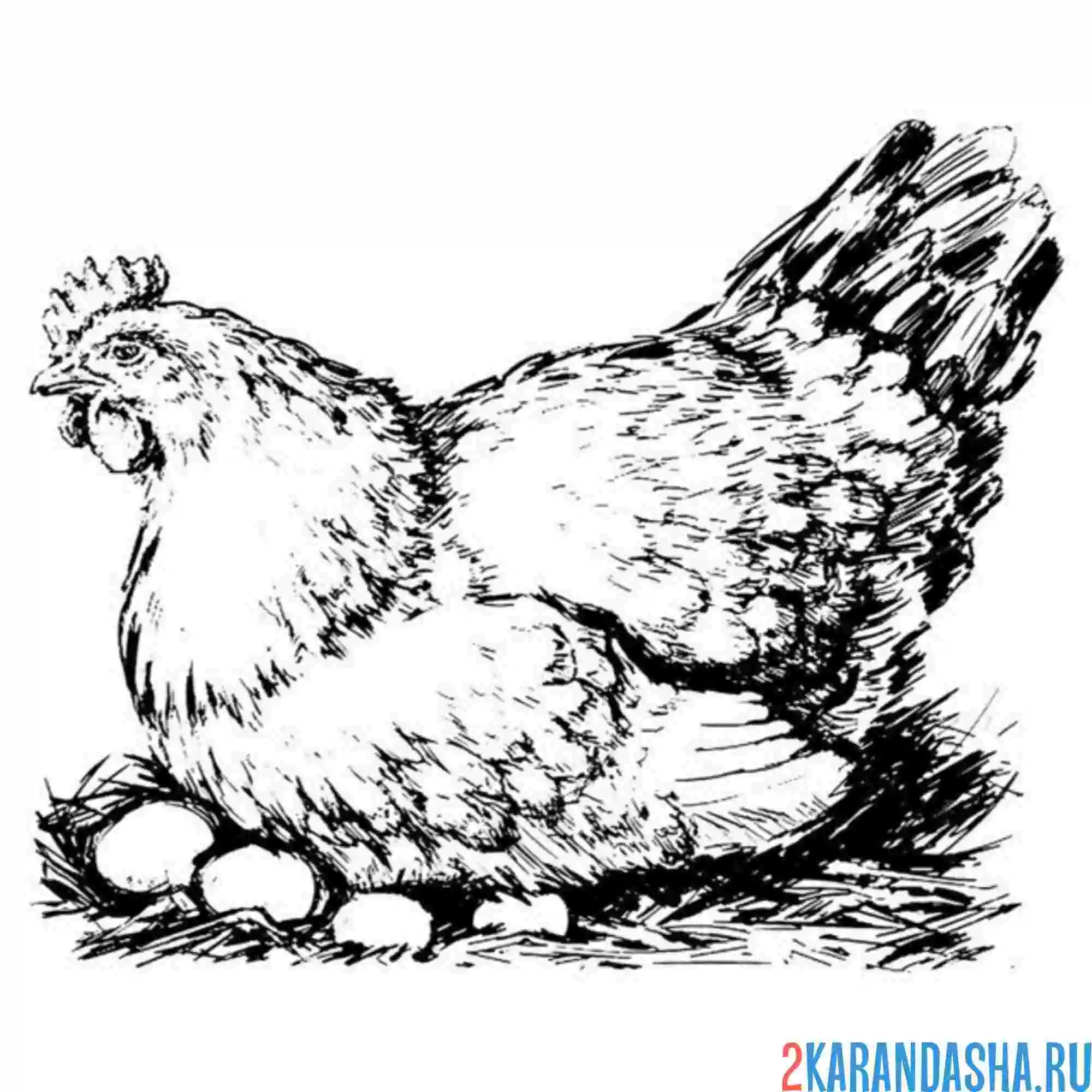 Раскраска курица на яйцах