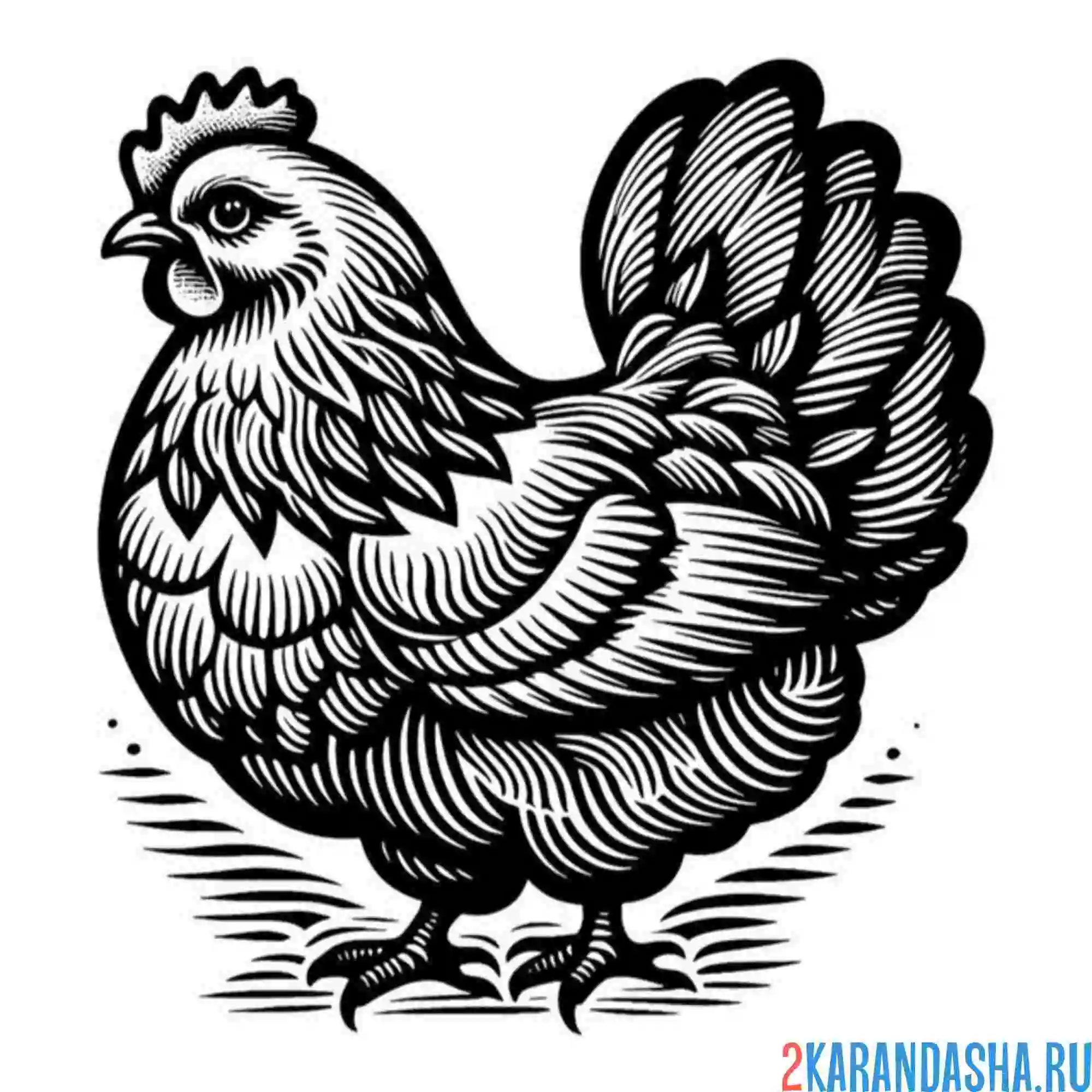 Раскраска курица породистая
