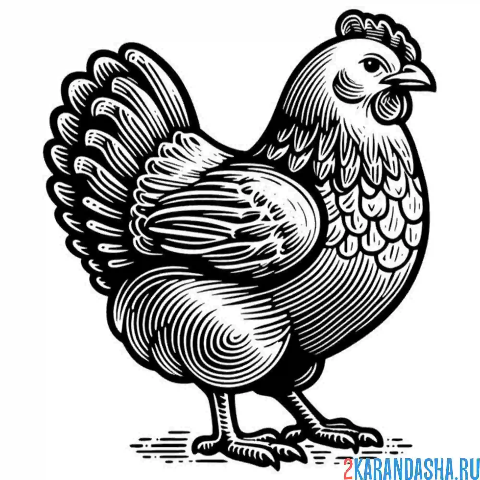 Раскраска курица ухоженная