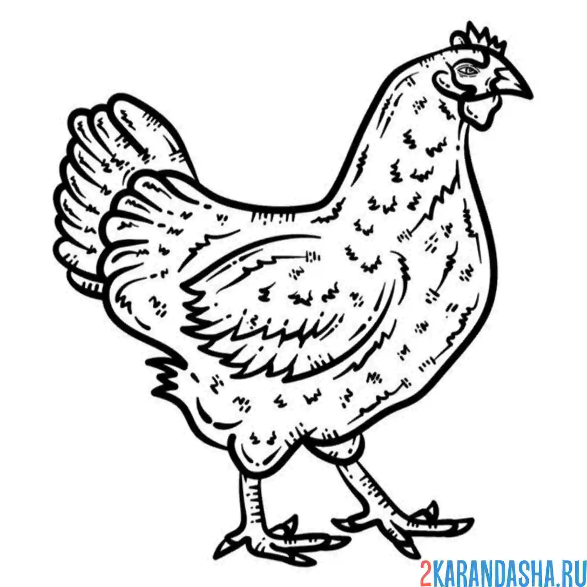 Раскраска курица фермерская