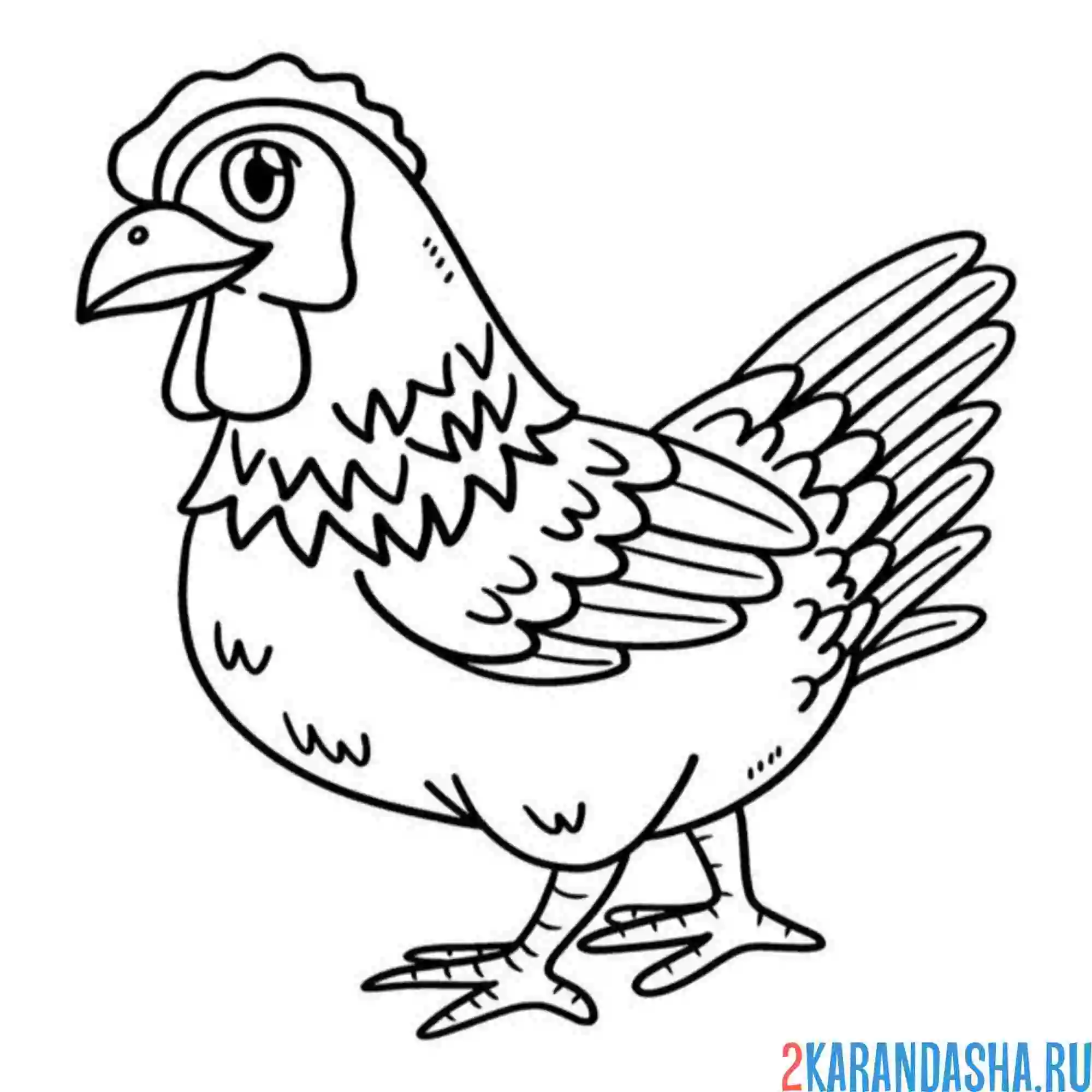 Раскраска курица порода