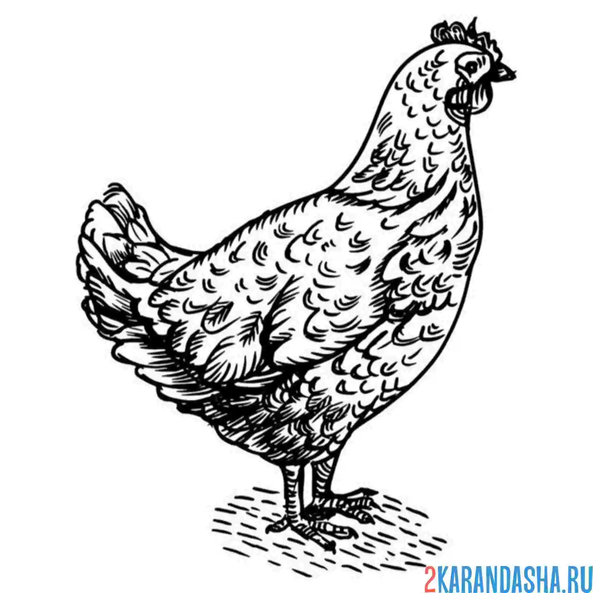 Раскраска курица рисунок