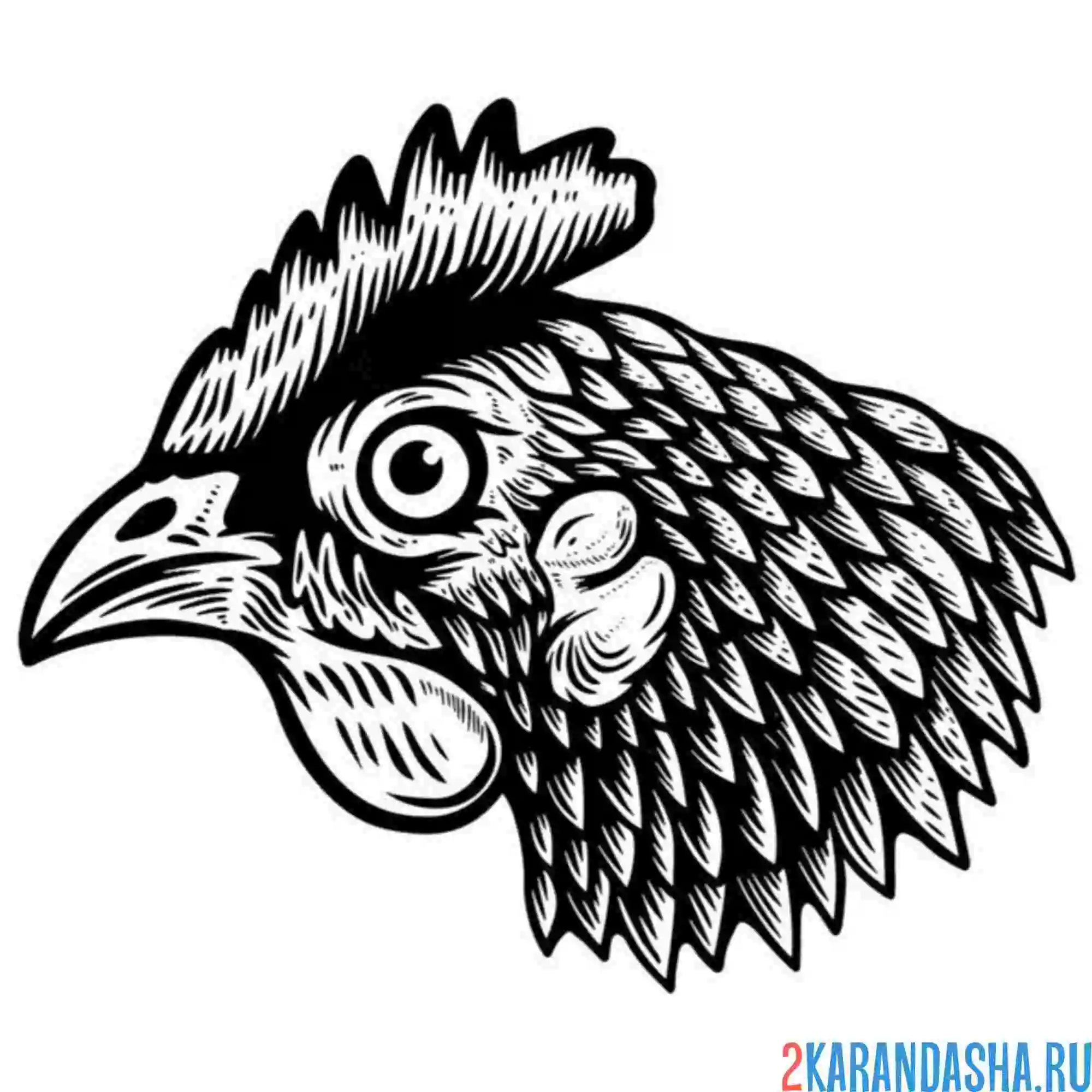 Раскраска голова настоящей курицы