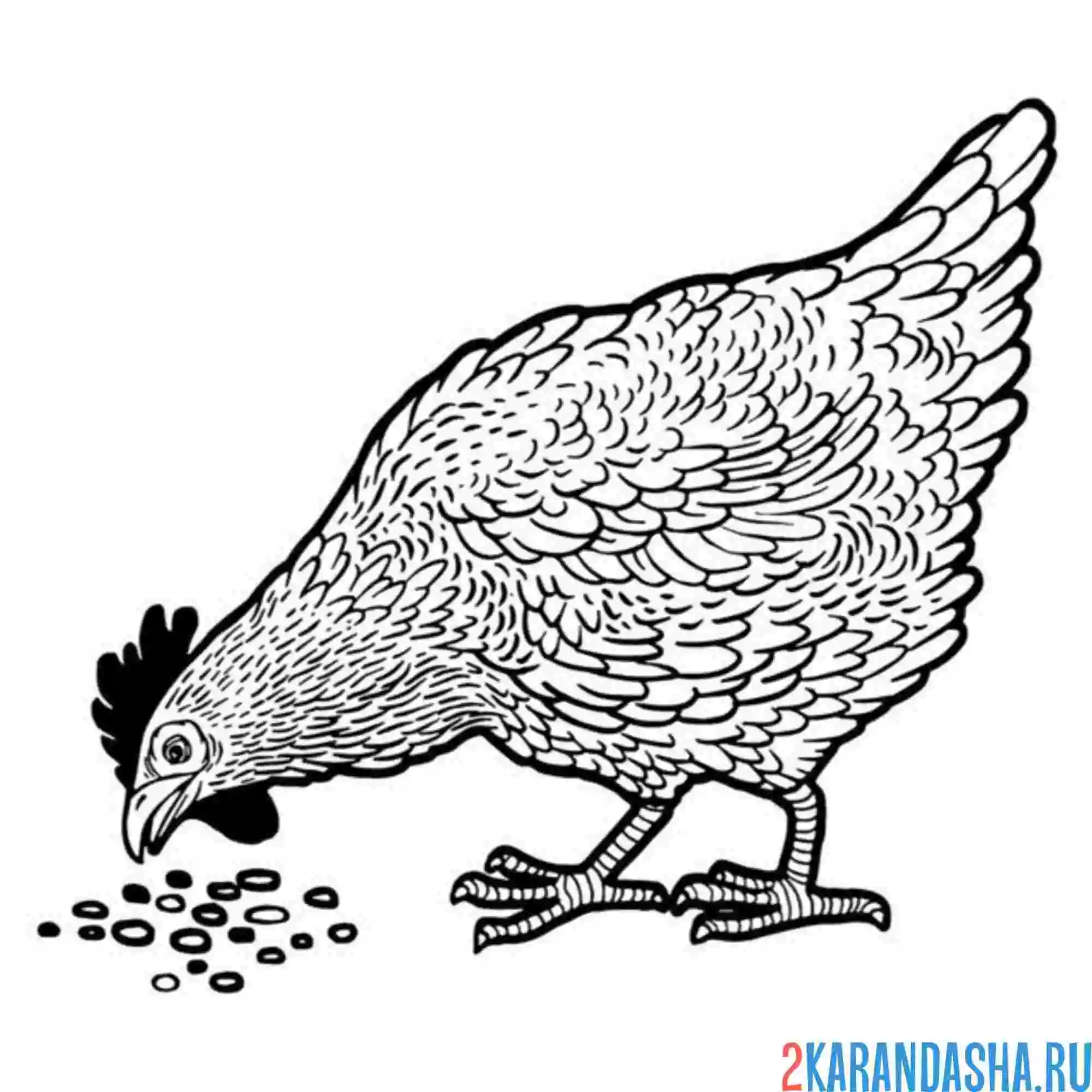 Раскраска курица ест зерно