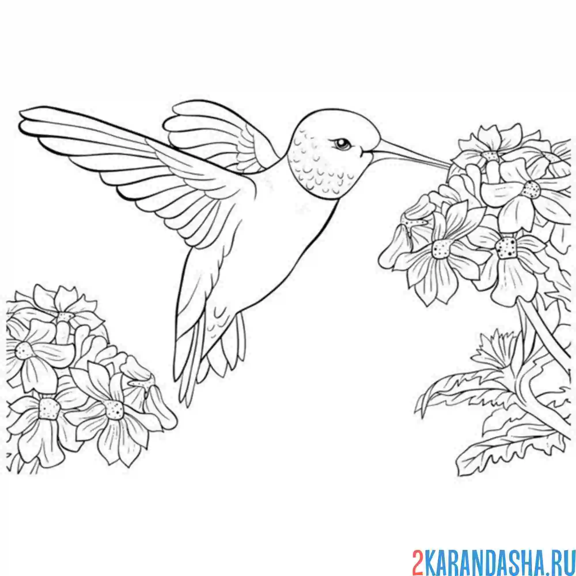 Раскраска колибри птица