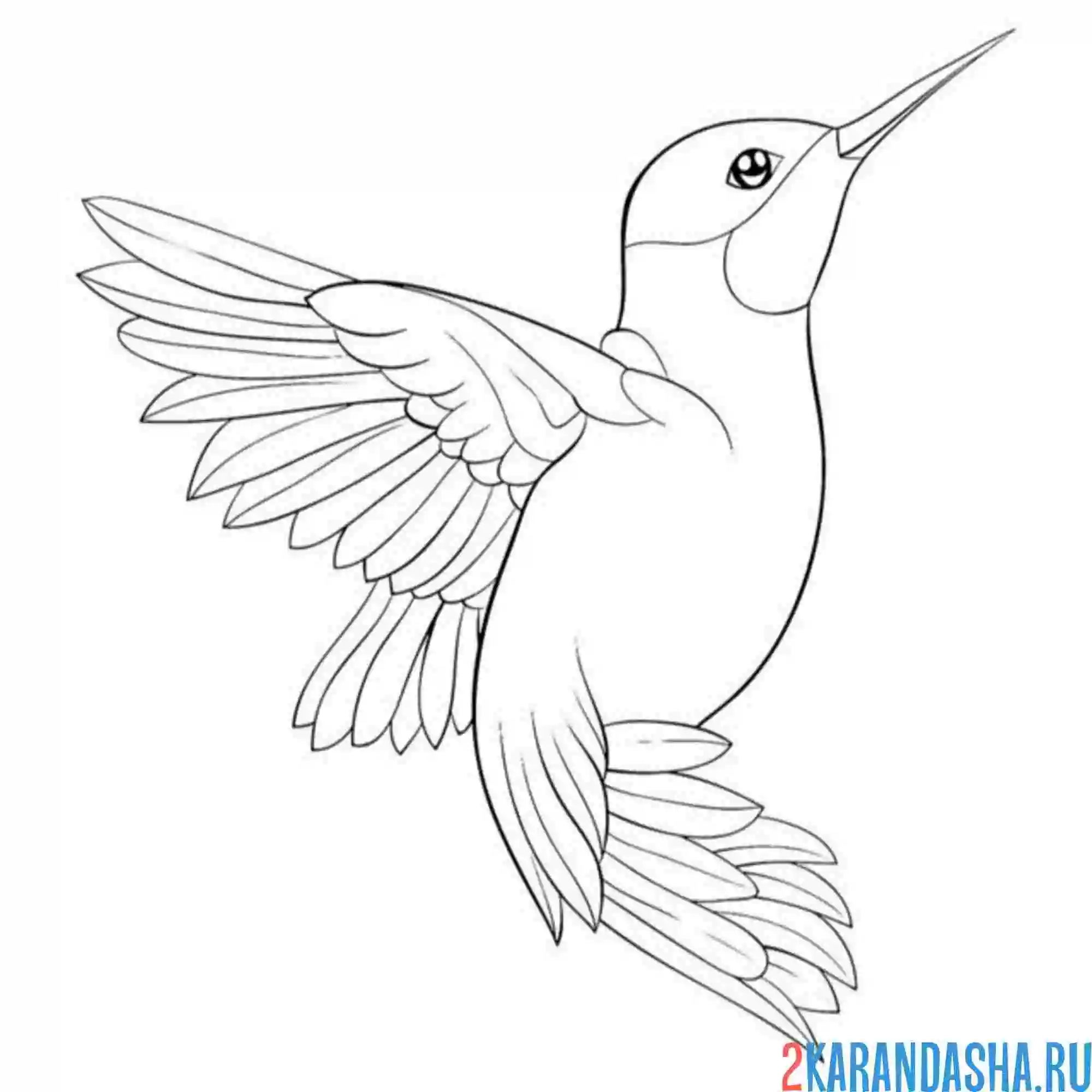 Раскраска колибри птица в воздухе