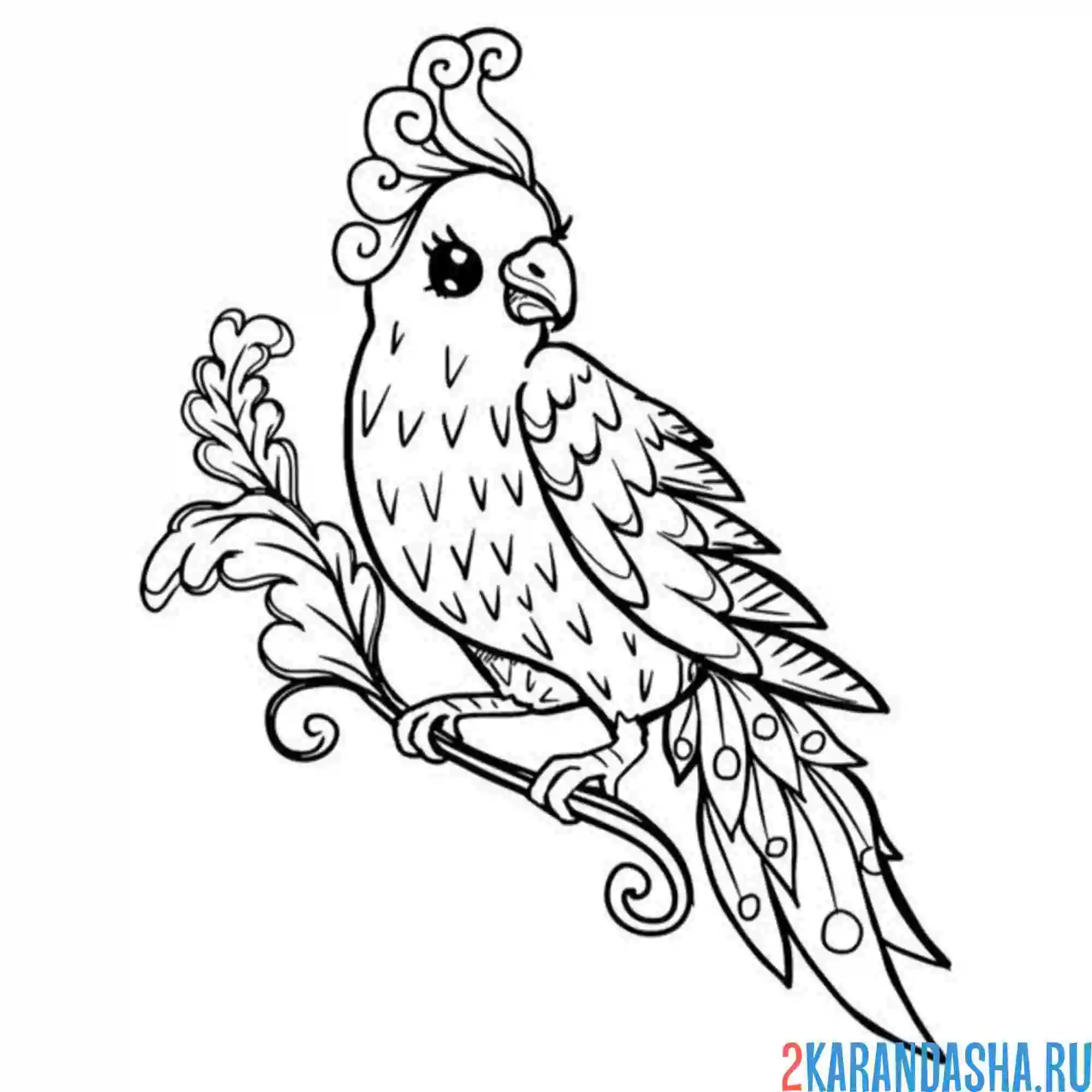 Раскраска птица домашняя попугай