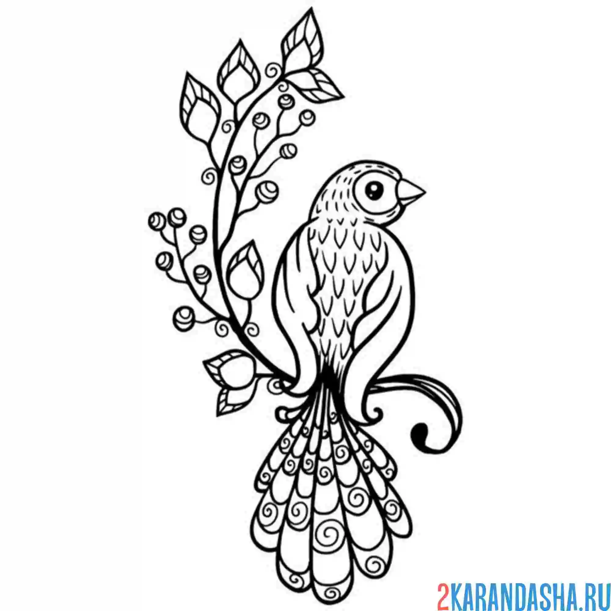 Раскраска дикая птица на ветке