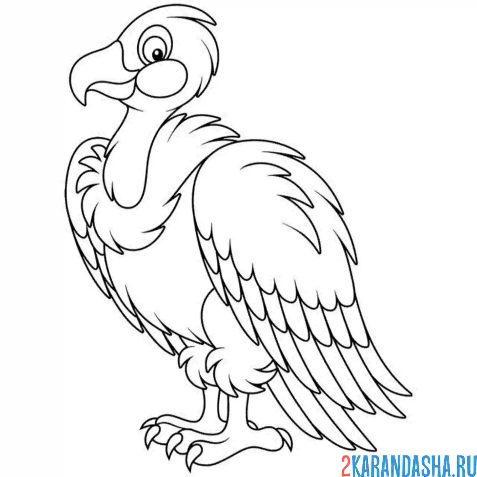 Раскраска птица белоголовый гриф