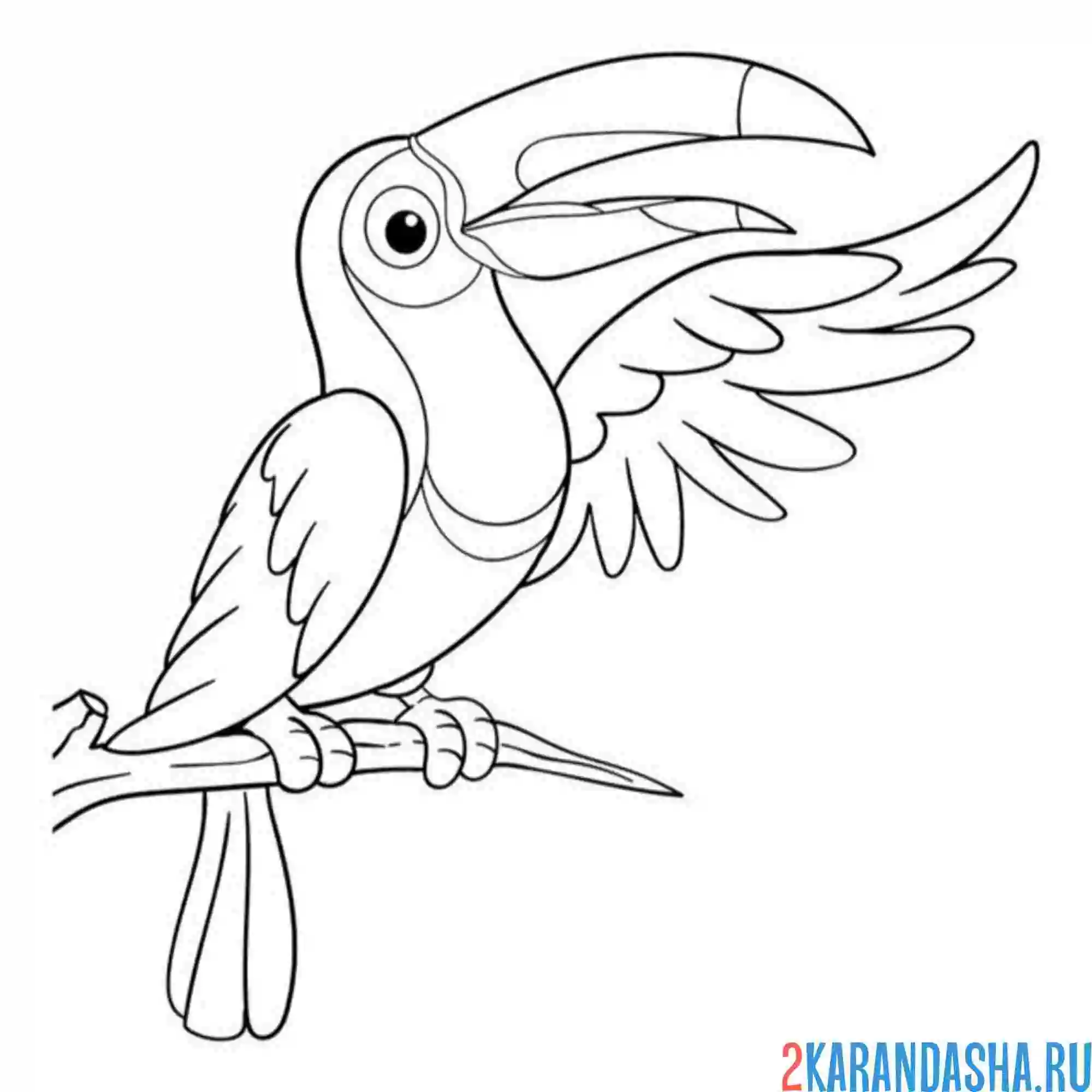 Раскраска тукан птичка
