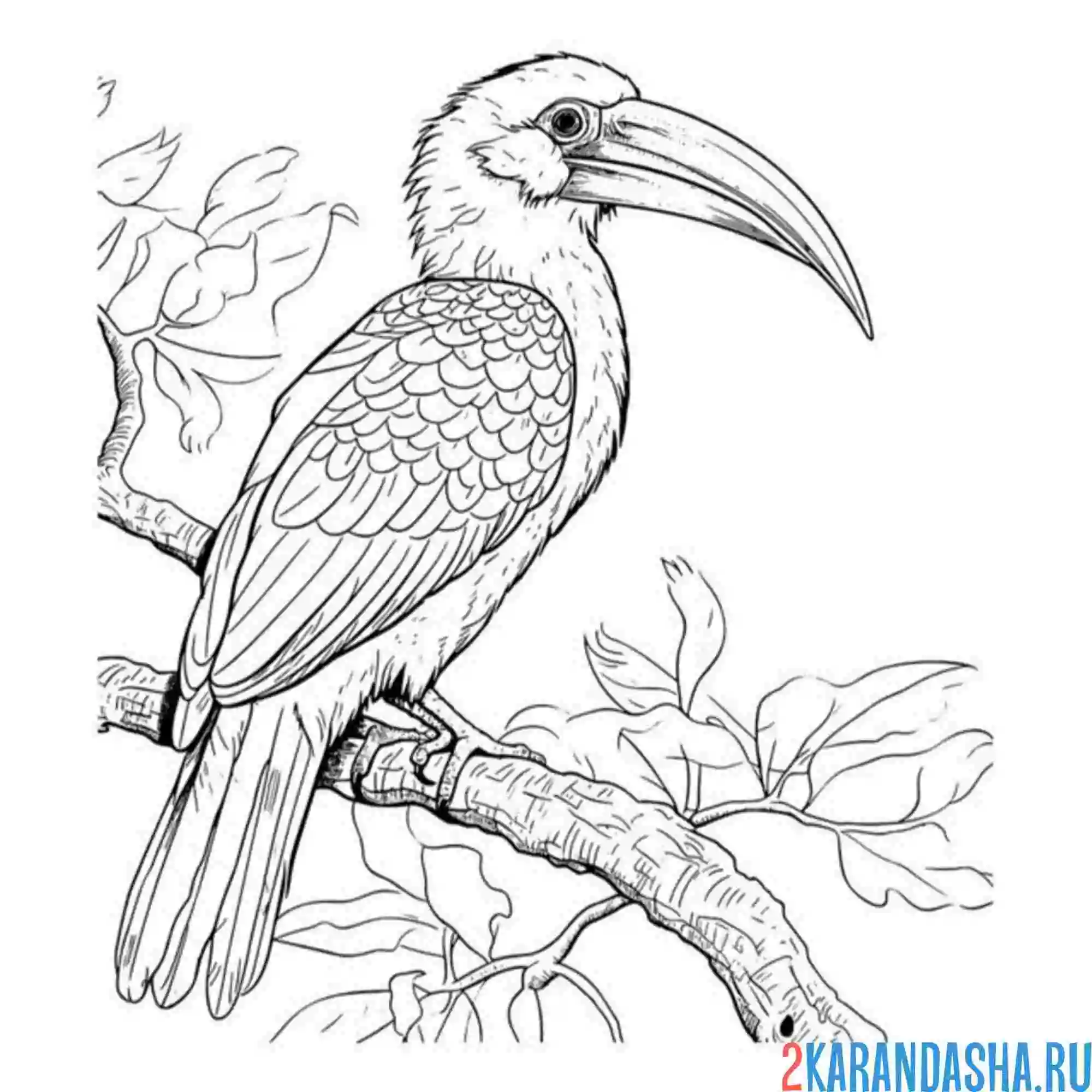 Раскраска птичка тукан на ветке