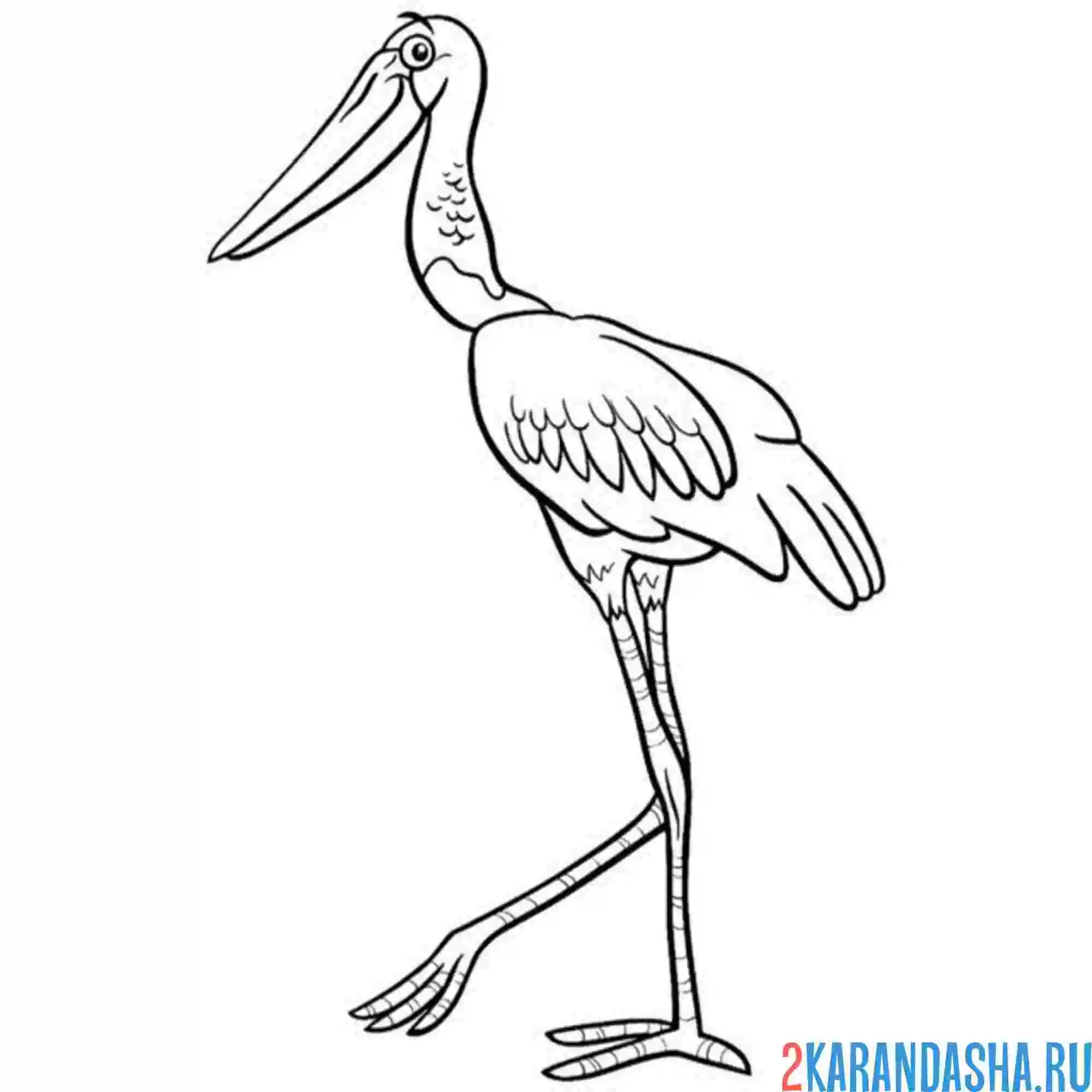 Раскраска необычный аист