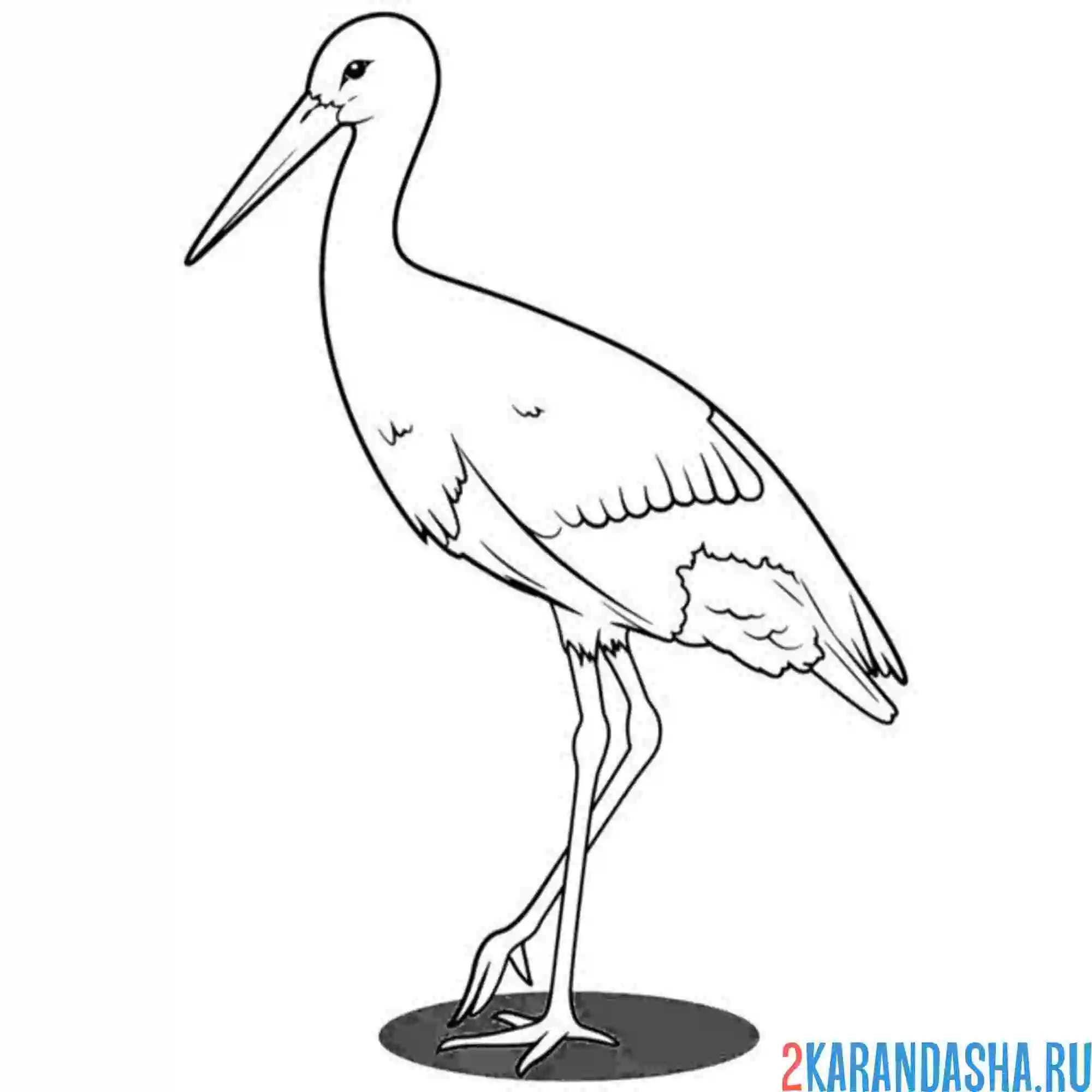 Раскраска белый аист