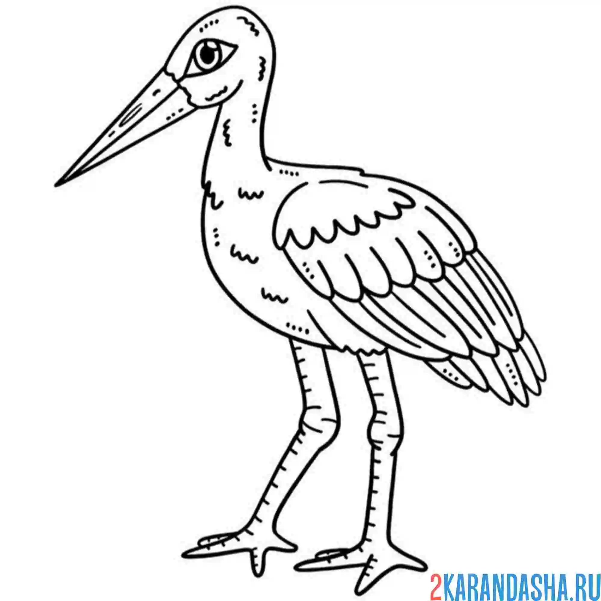 Раскраска аист большой