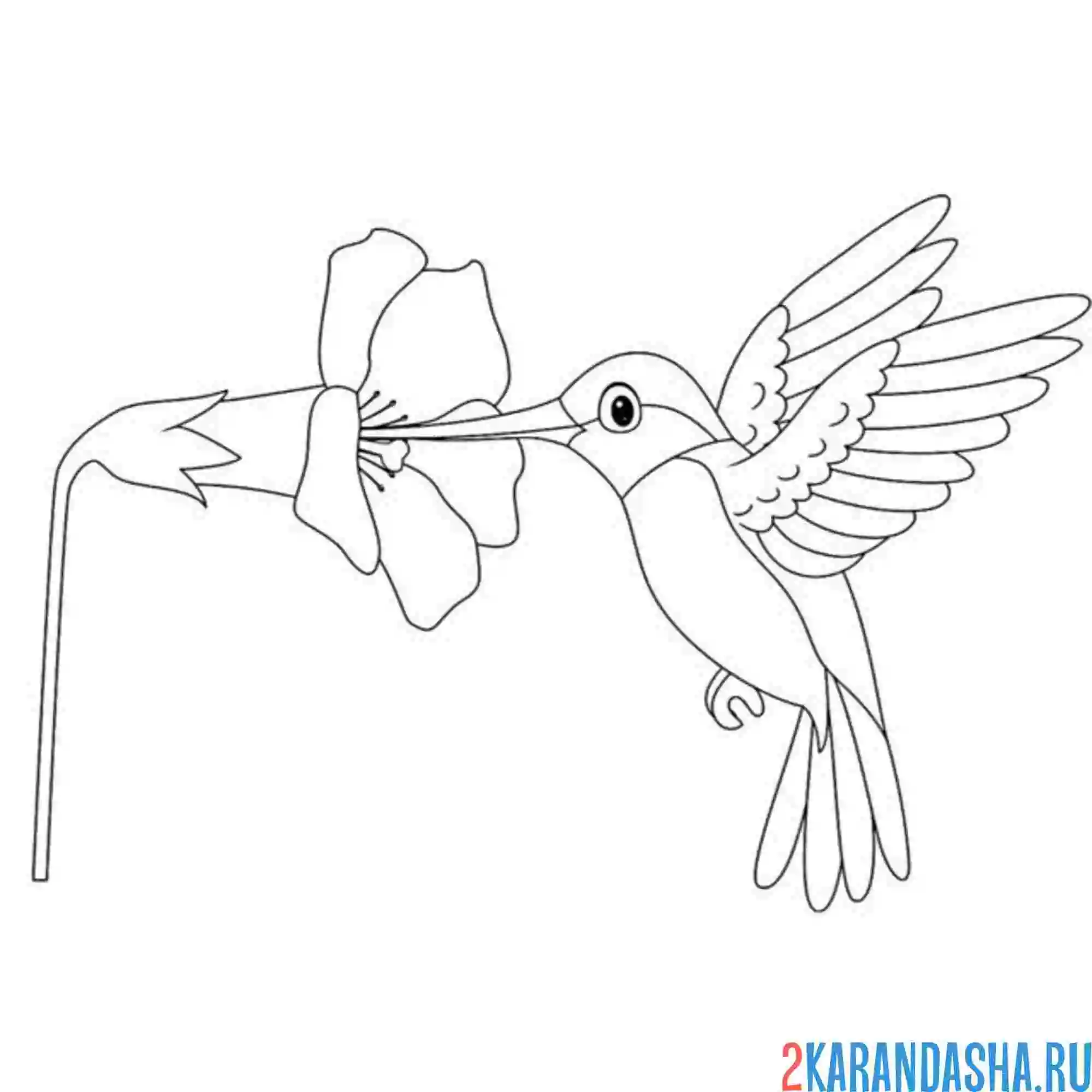 Раскраска колибри и цветочек