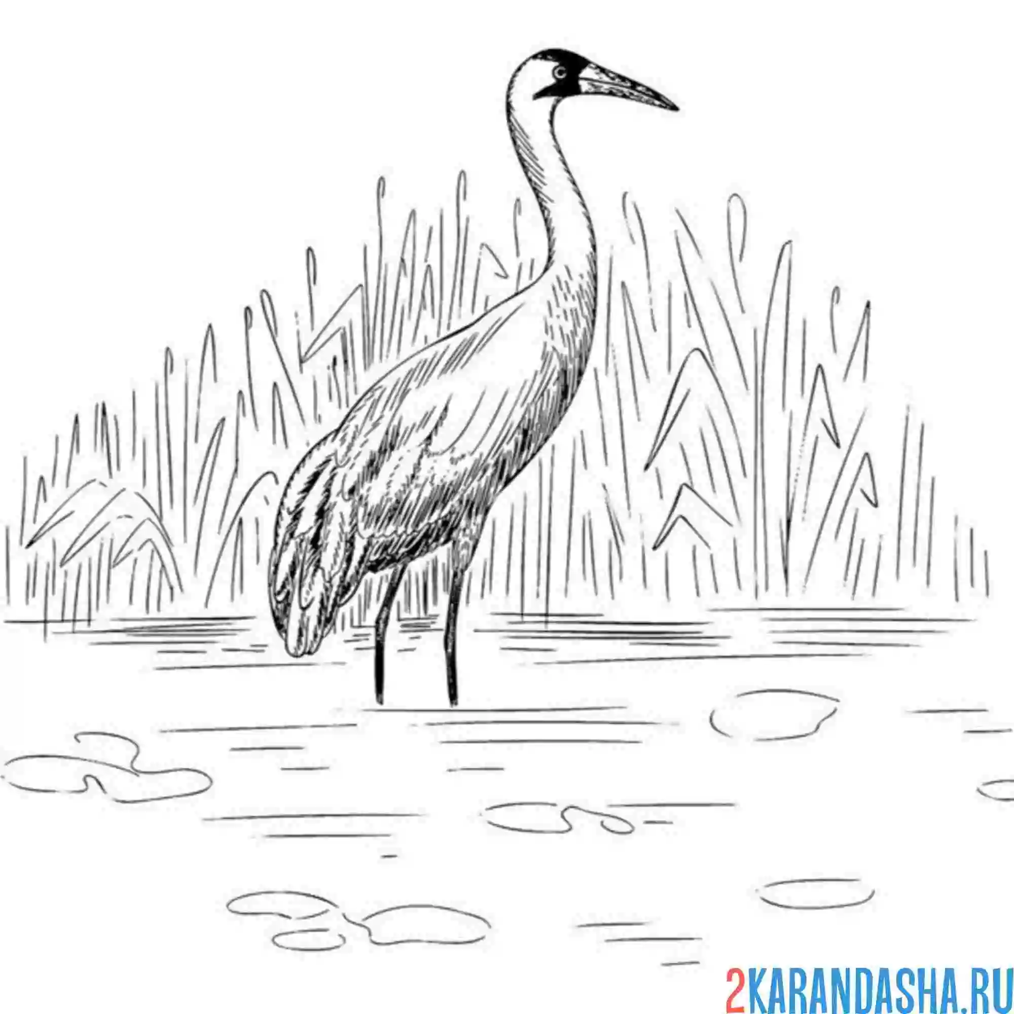 Раскраска журавль в воде