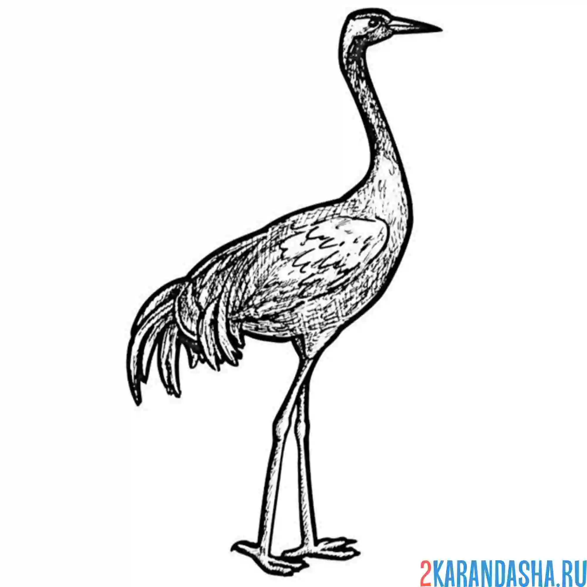 Раскраска журавль стоит