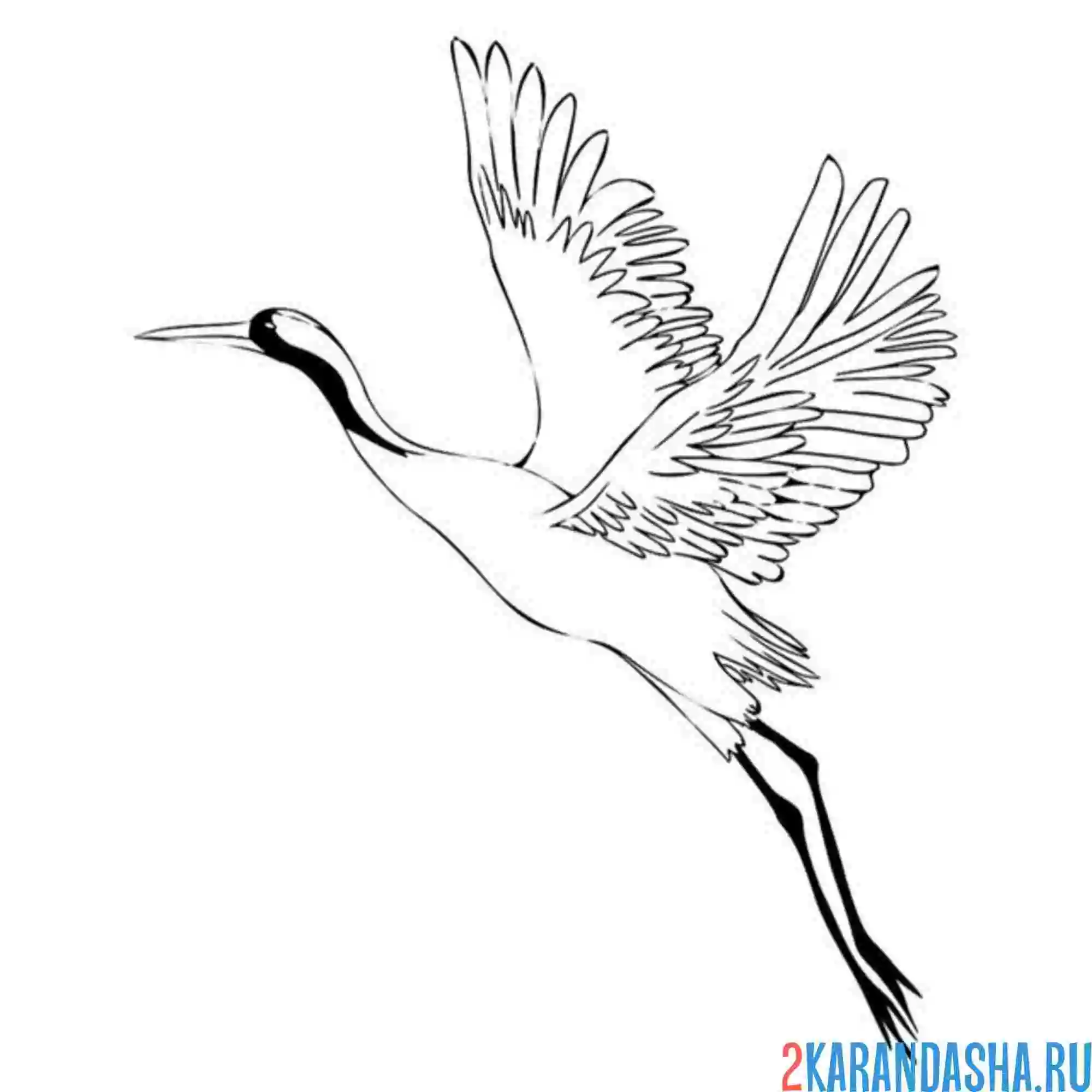 Раскраска журавль взлетел