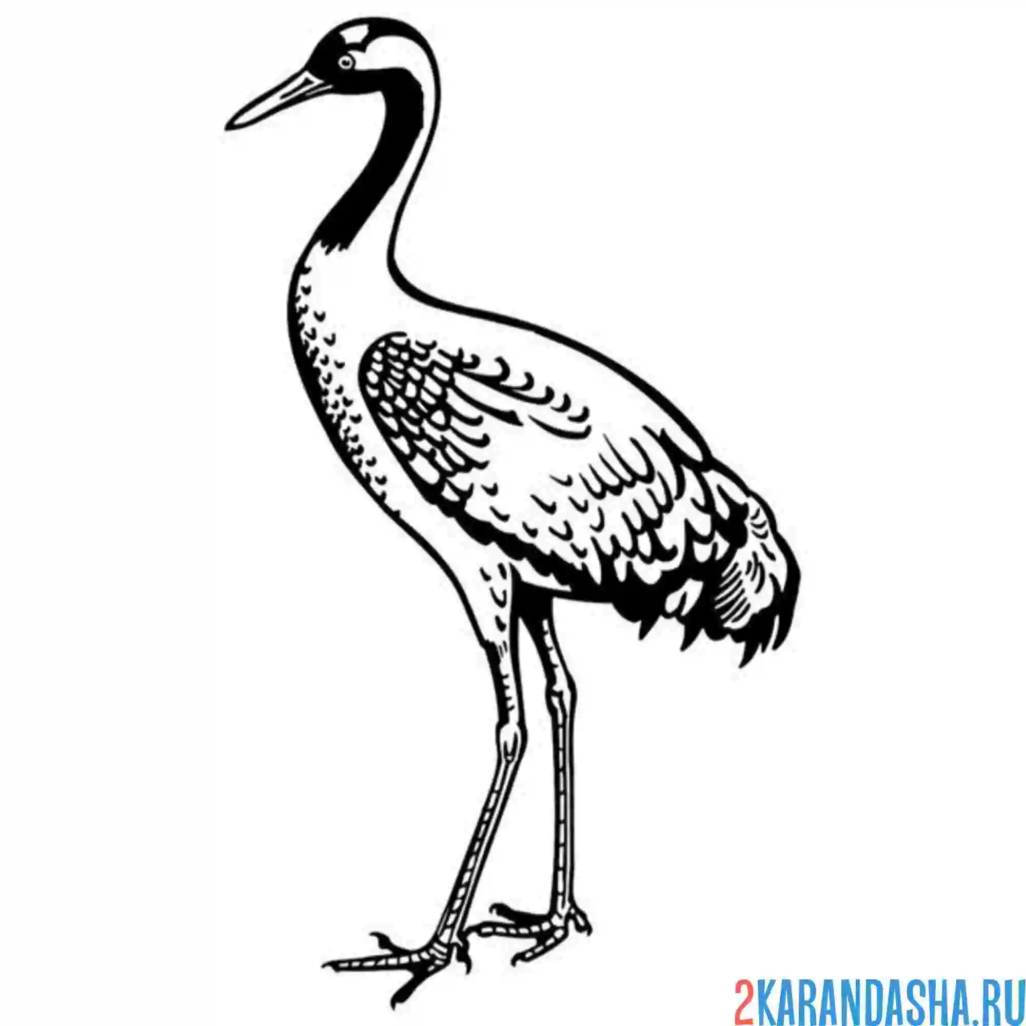 Раскраска стоящий журавль