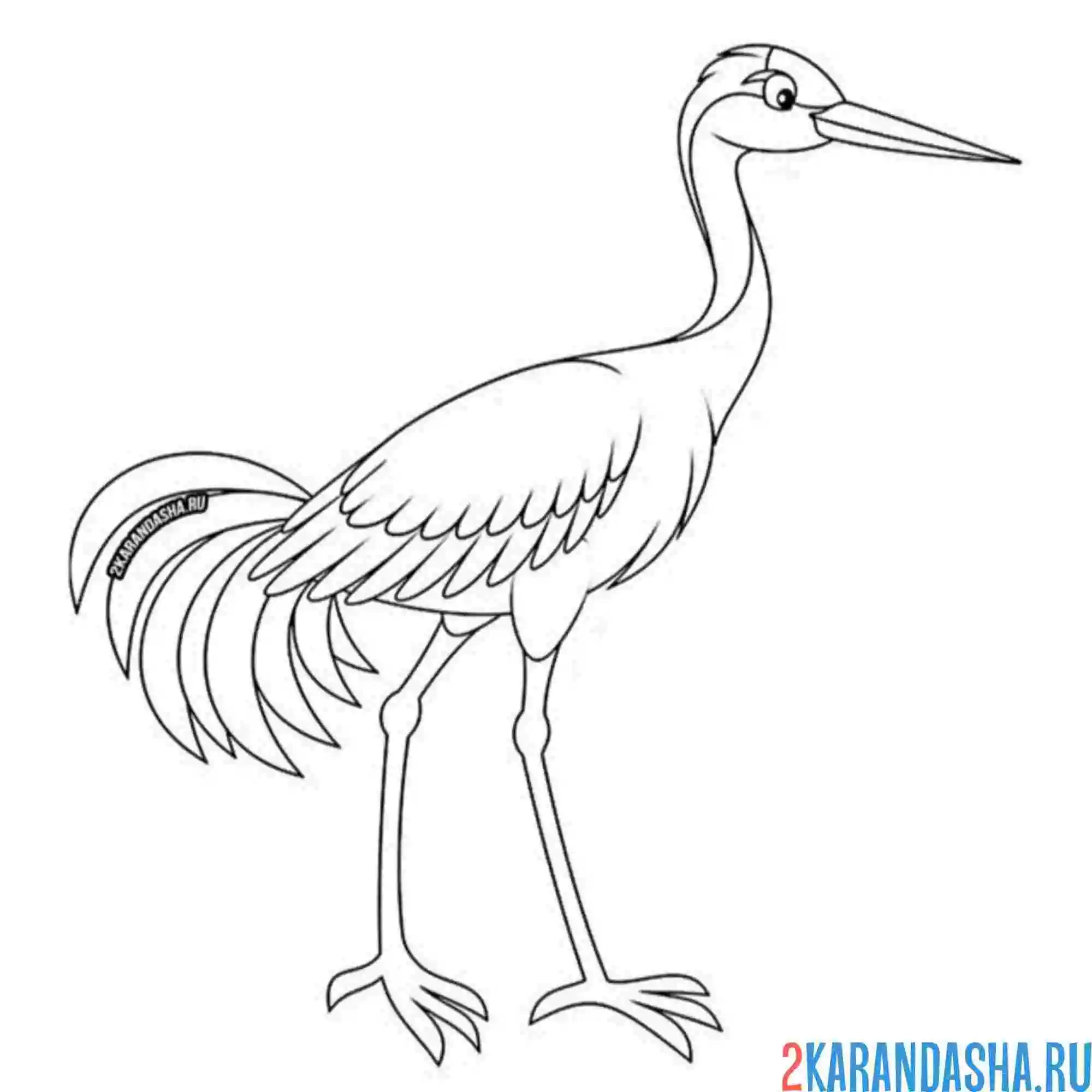 Раскраска журавль красивая птица