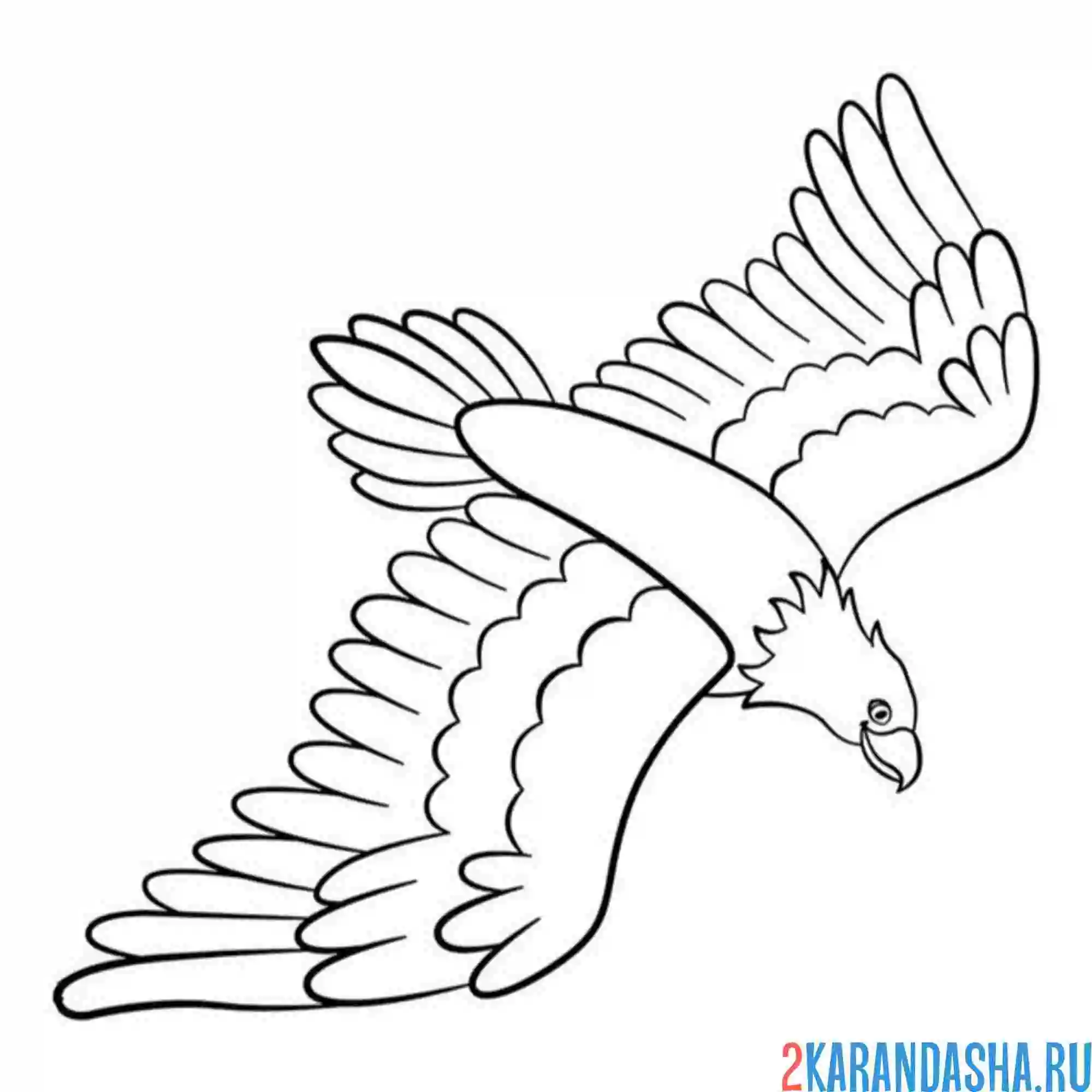 Раскраска орел летит