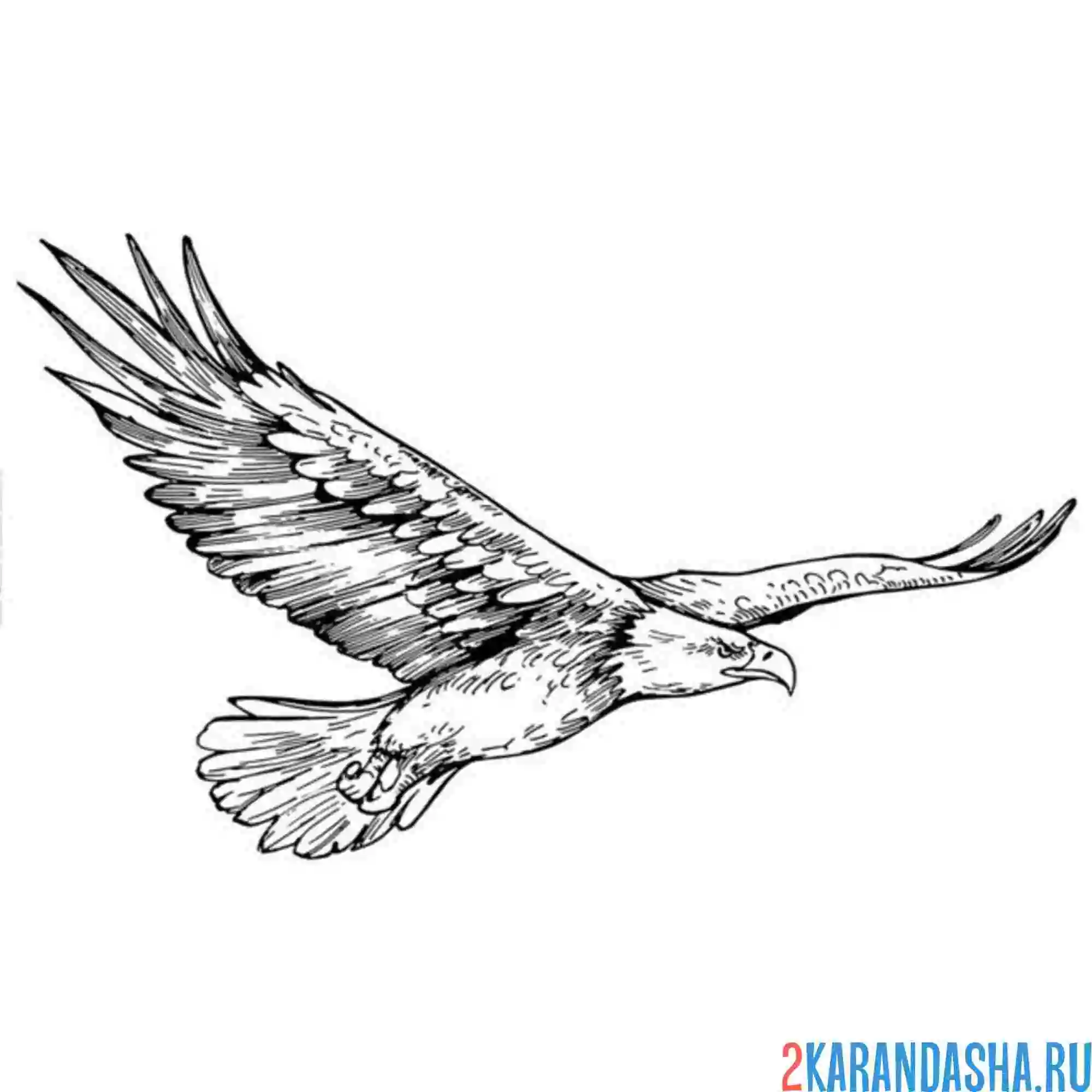 Раскраска орел над землей
