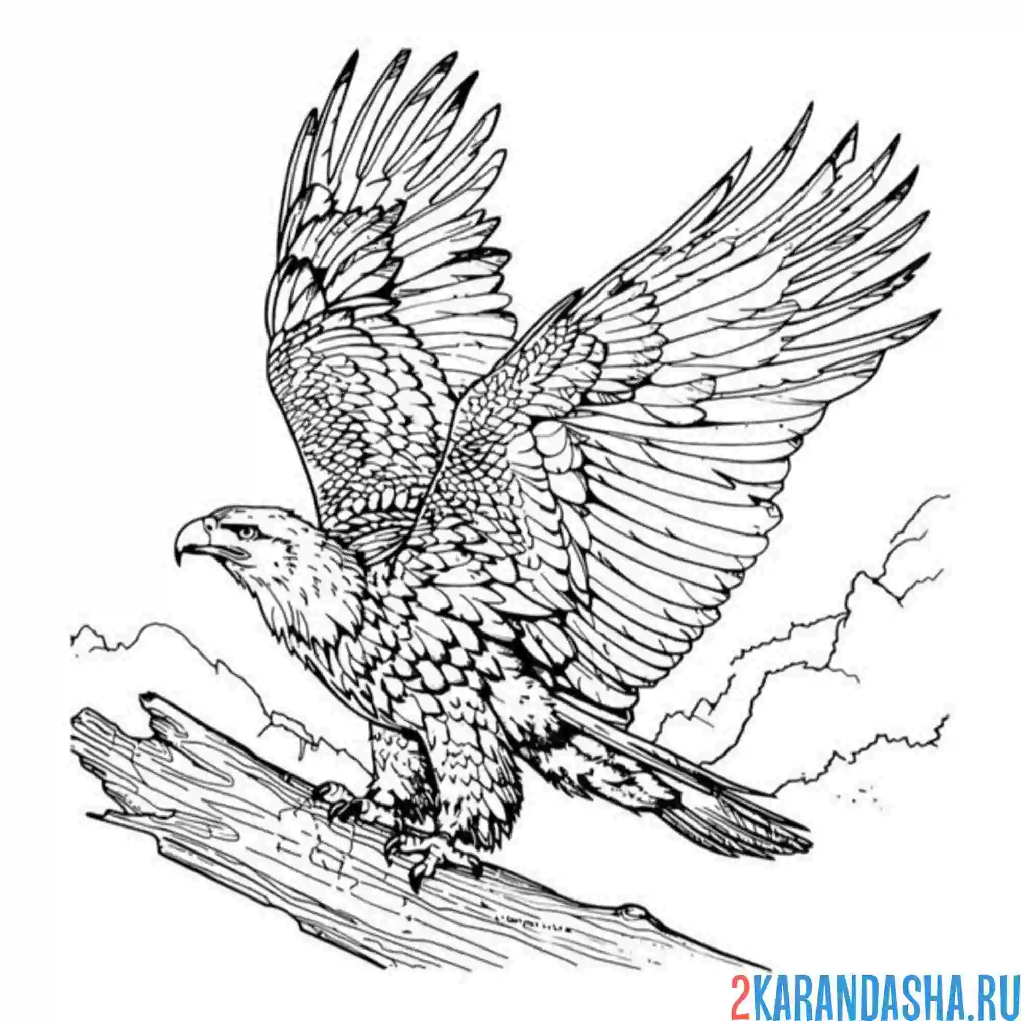 Раскраска орет взлетает с ветки