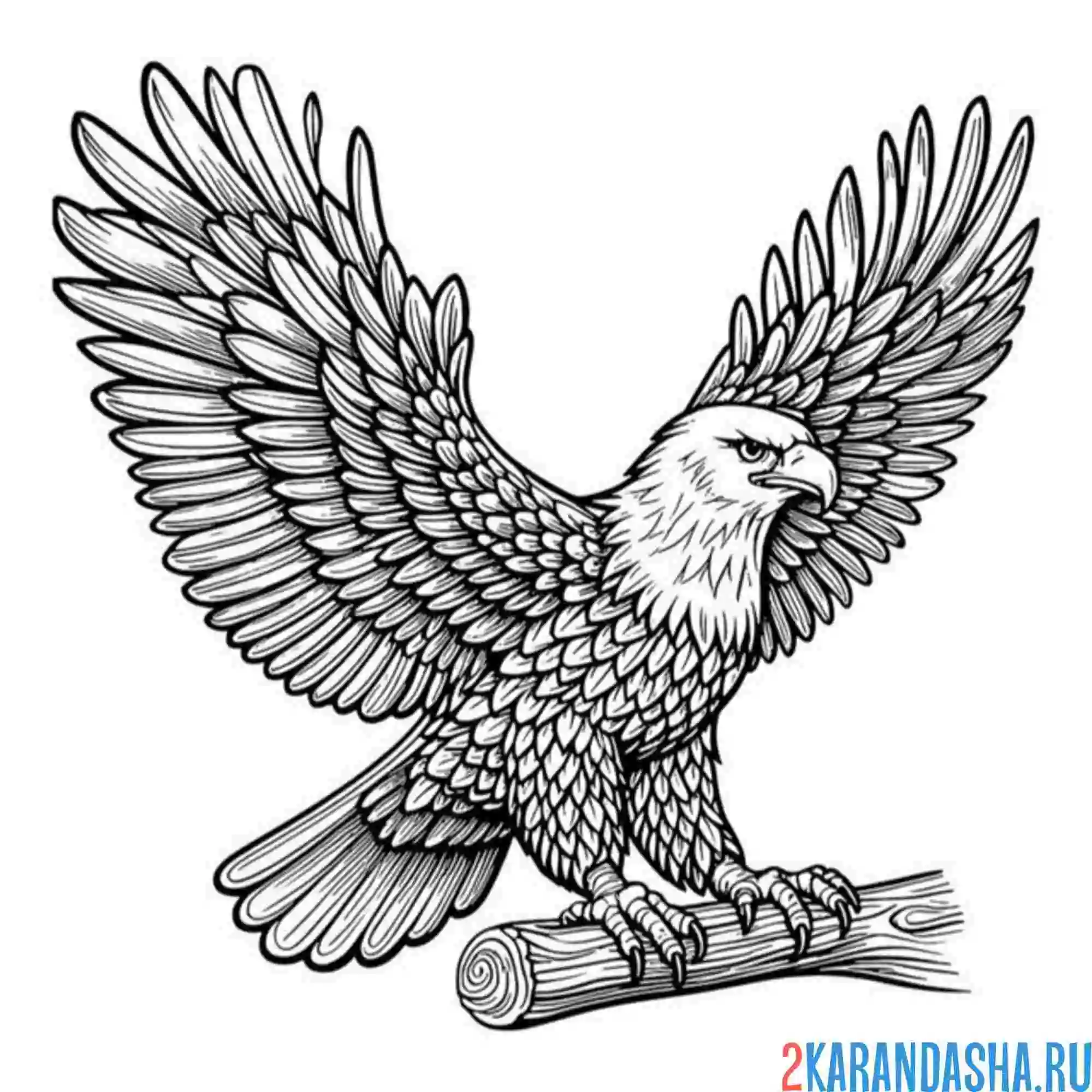 Раскраска орел взлетает