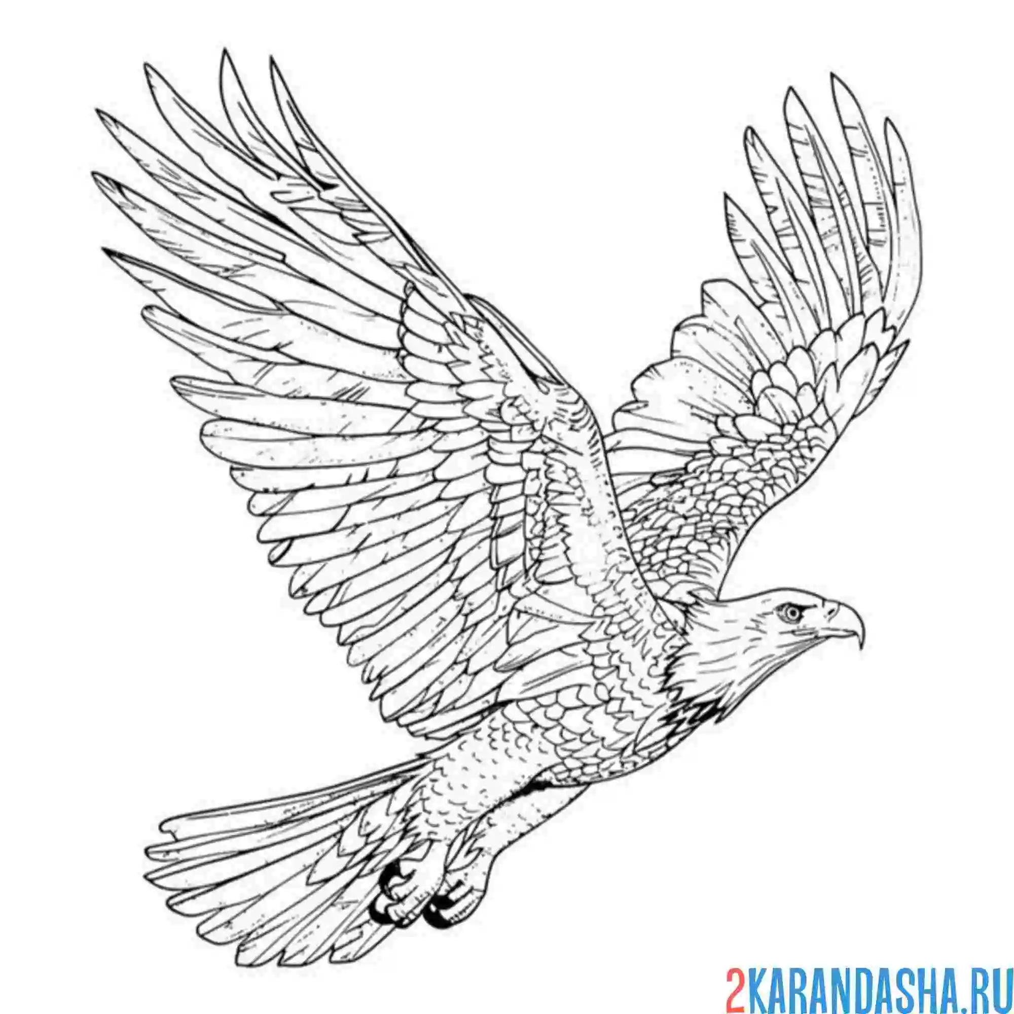 Раскраска орел тетящий