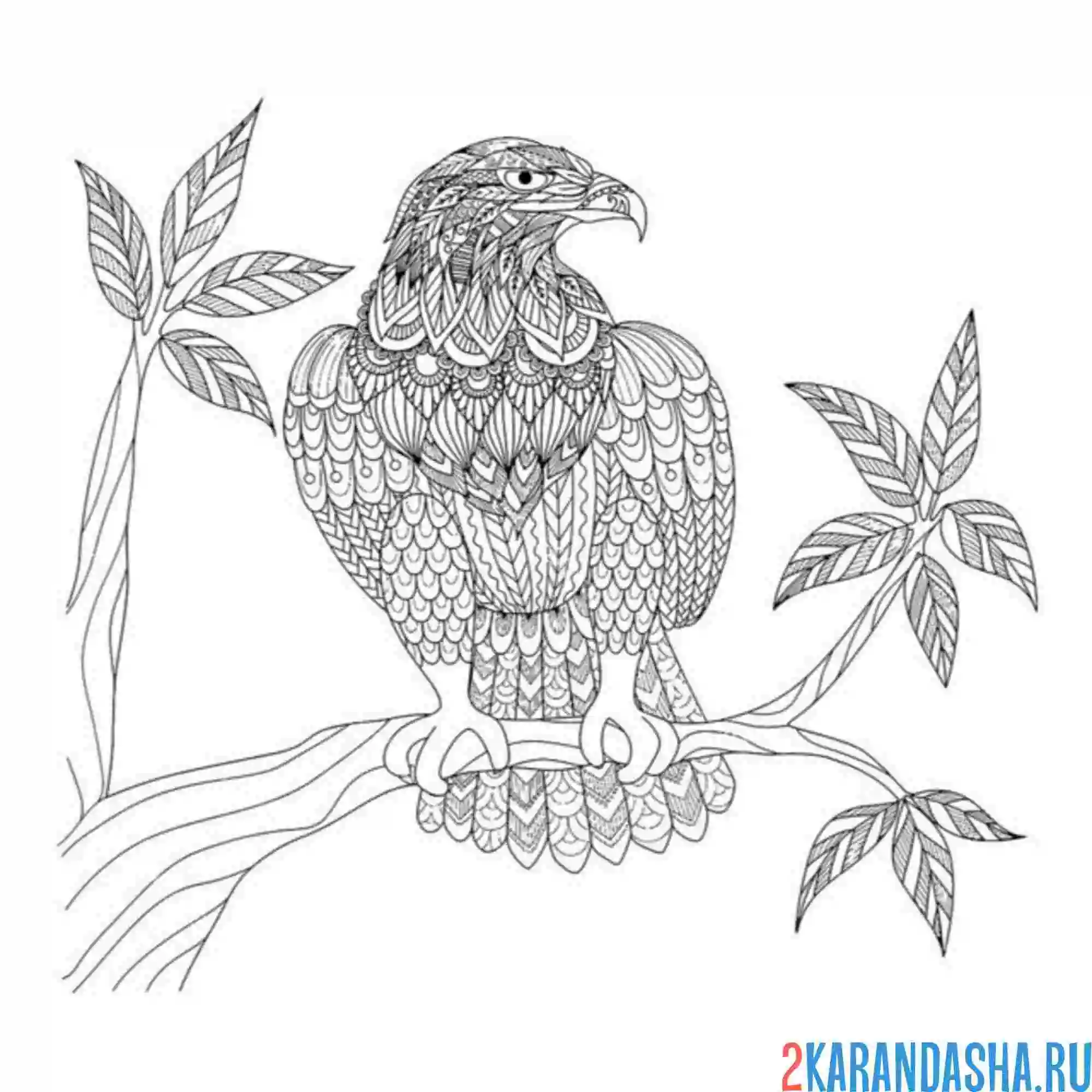 Раскраска антистресс орел