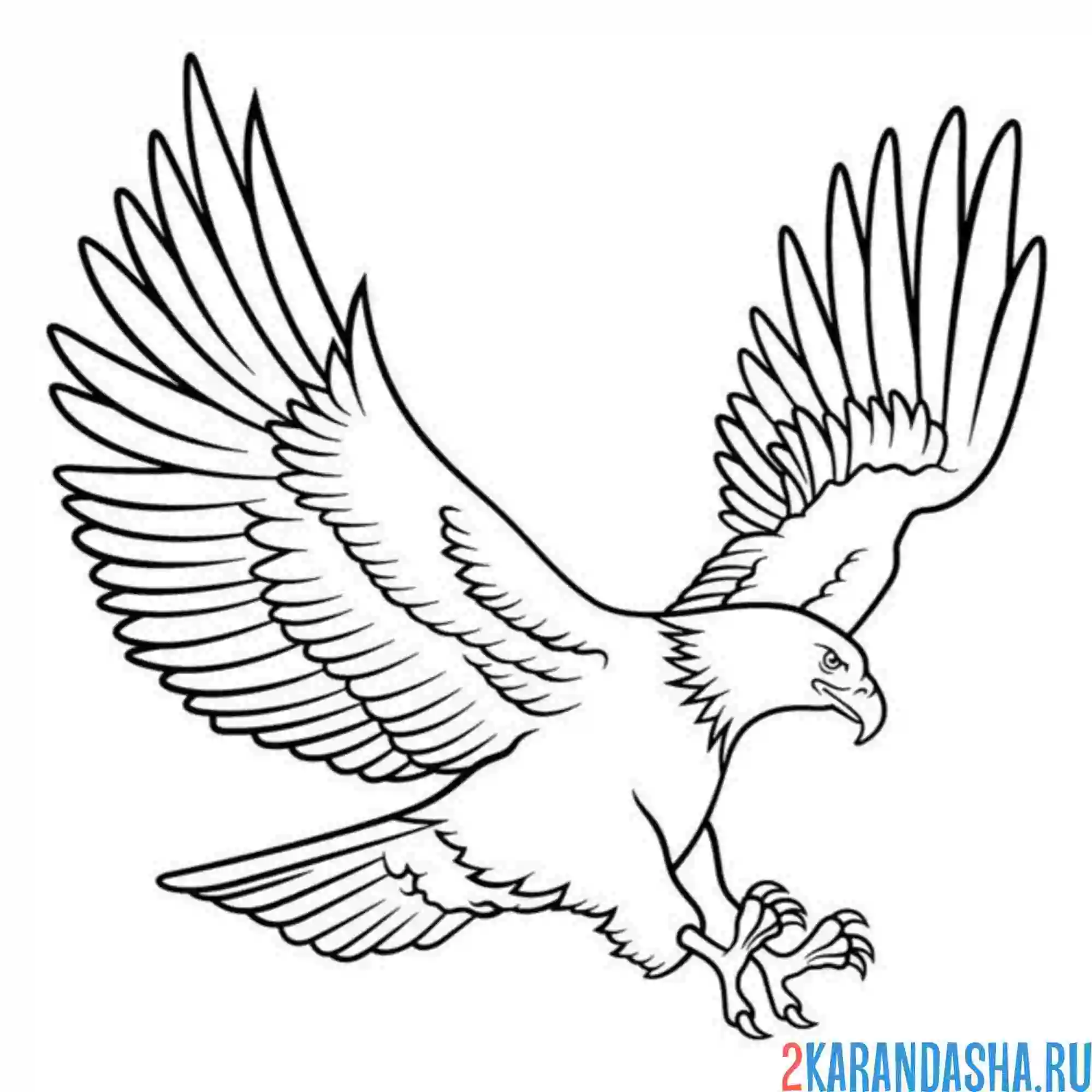 Раскраска орел большая птица