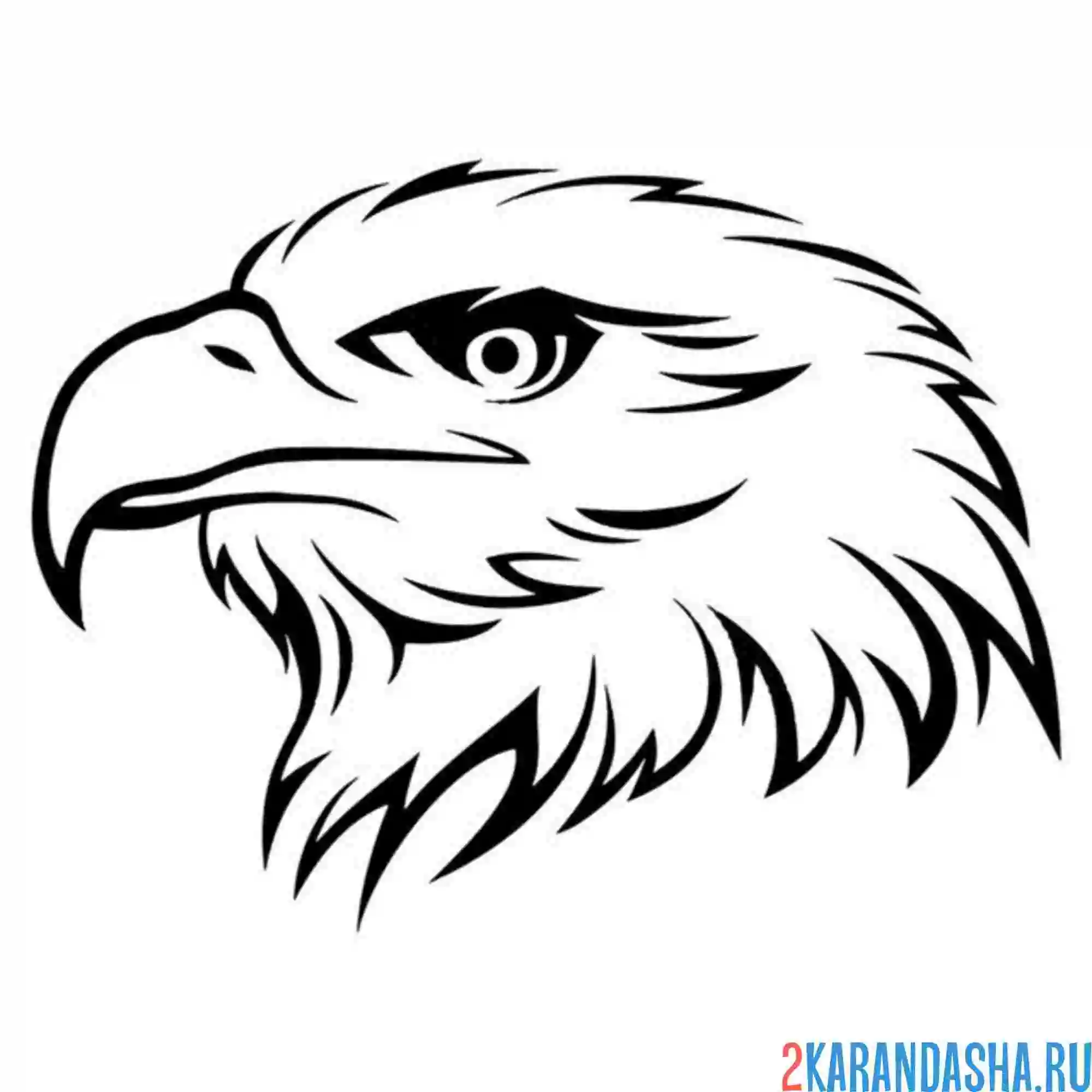 Раскраска орел голова и клюв