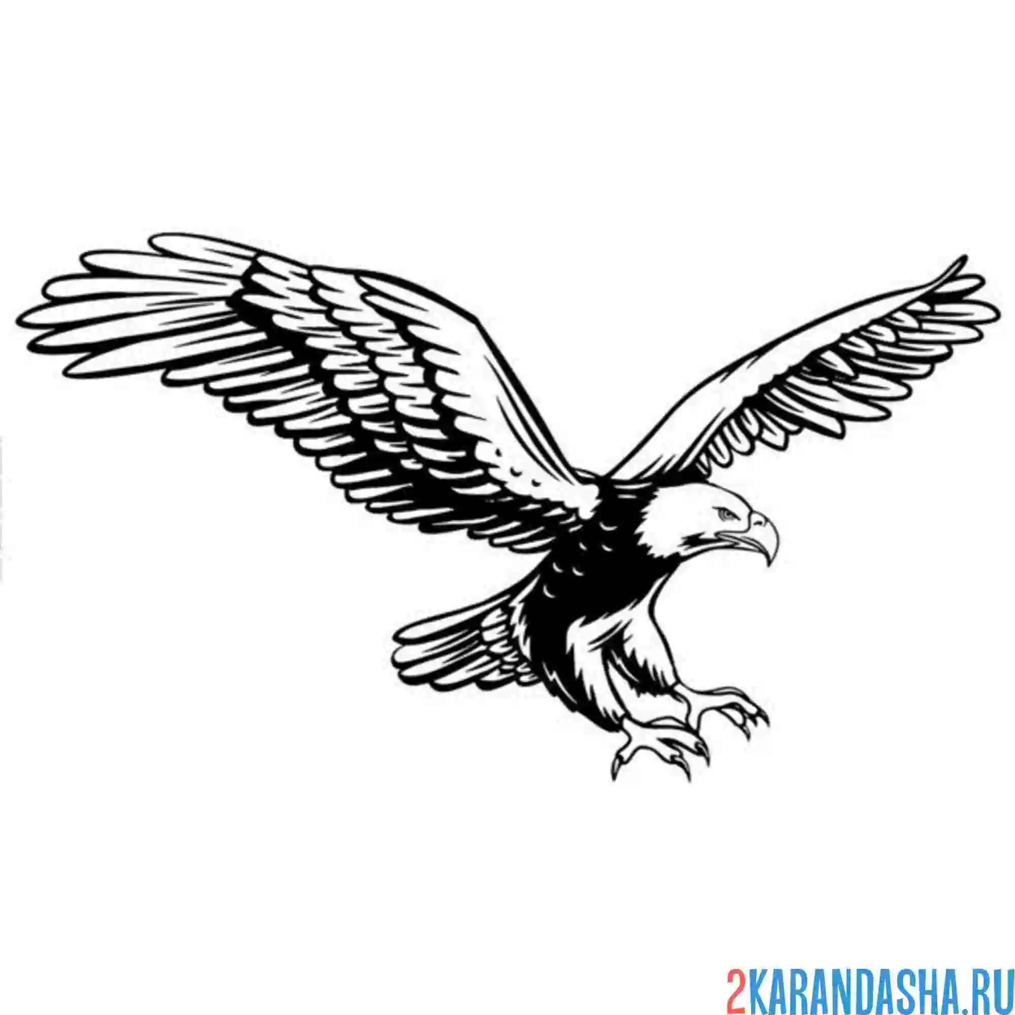 Раскраска орел вышел на охоту