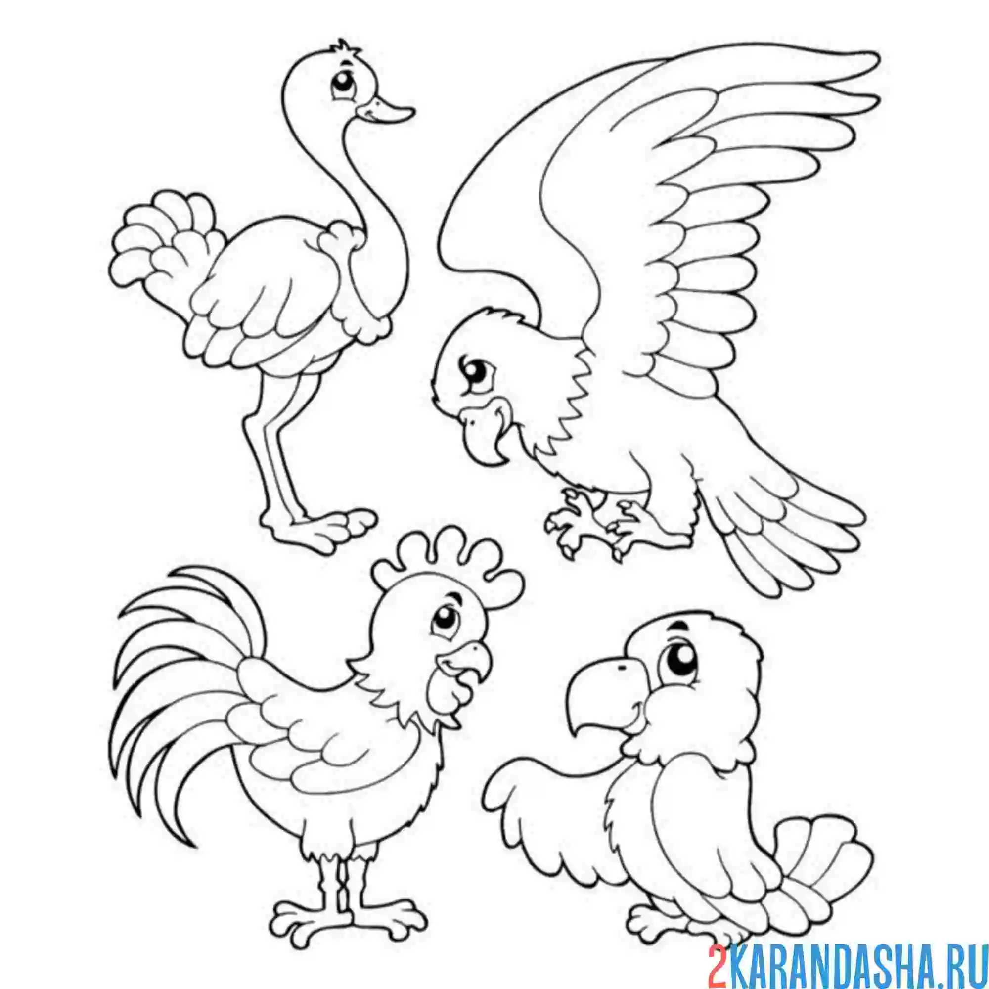 Раскраска петух страус орел и попугай