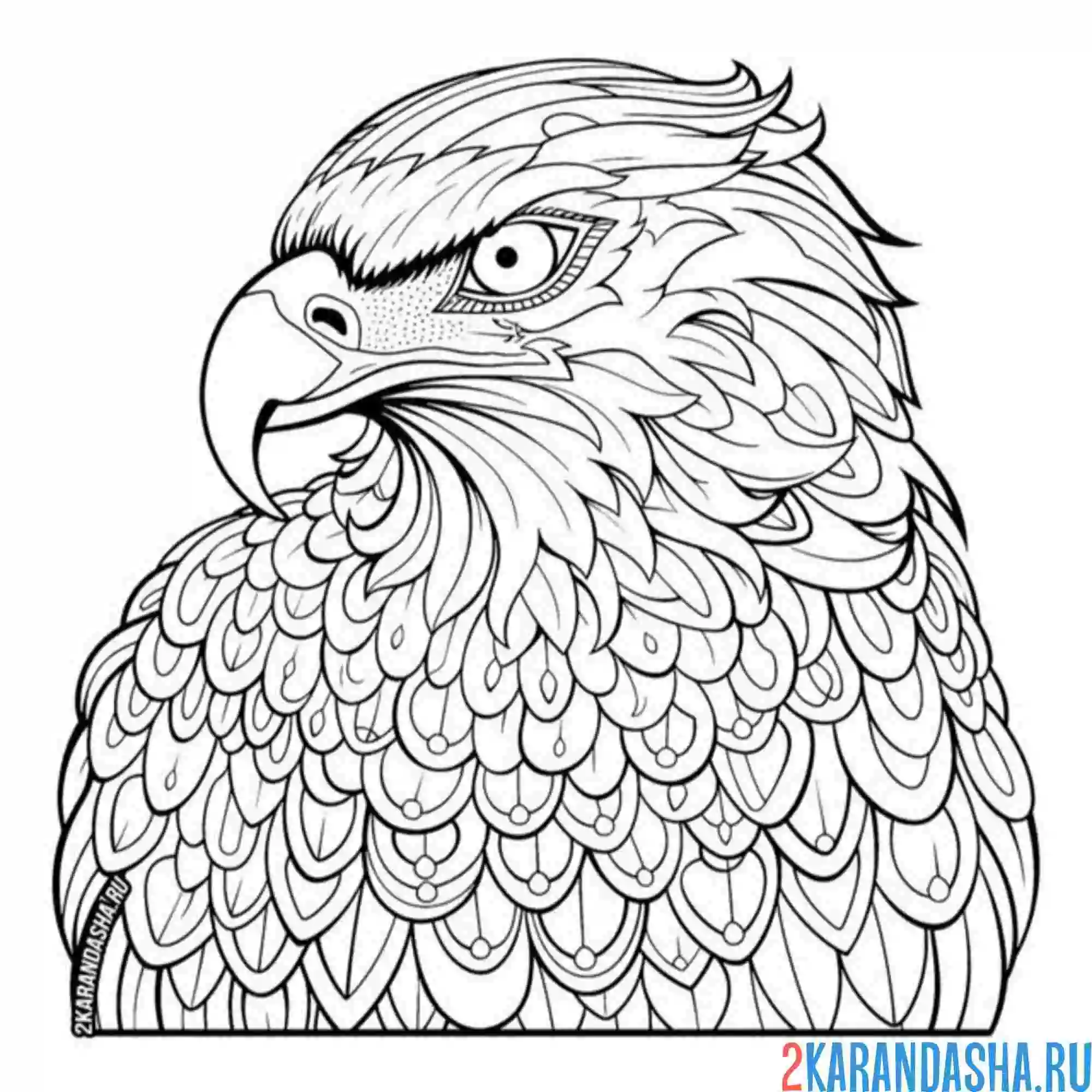 Раскраска антистресс птица орел