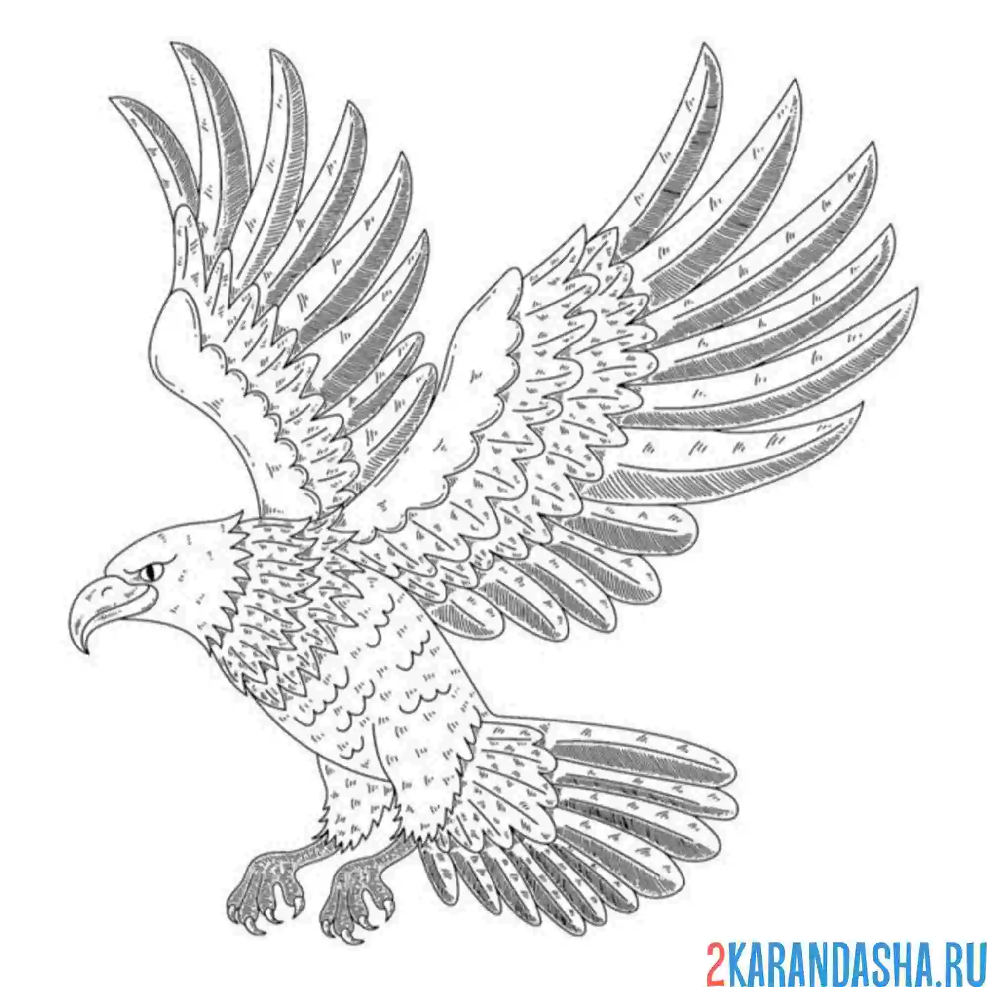 Раскраска орел крылья