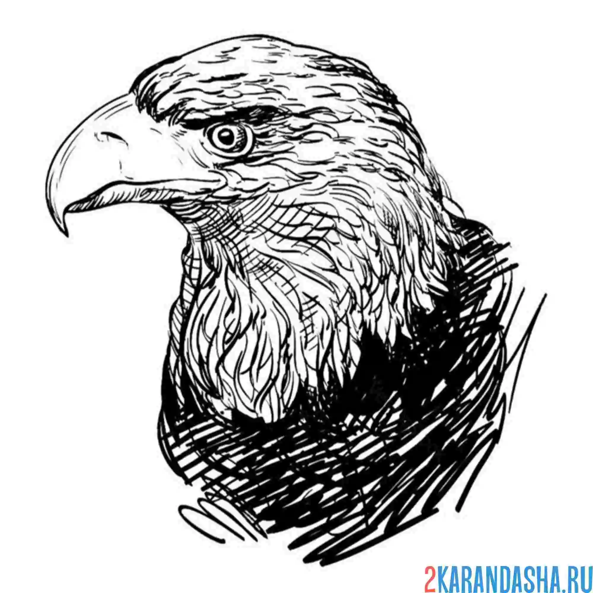 Раскраска мощный клюв орел