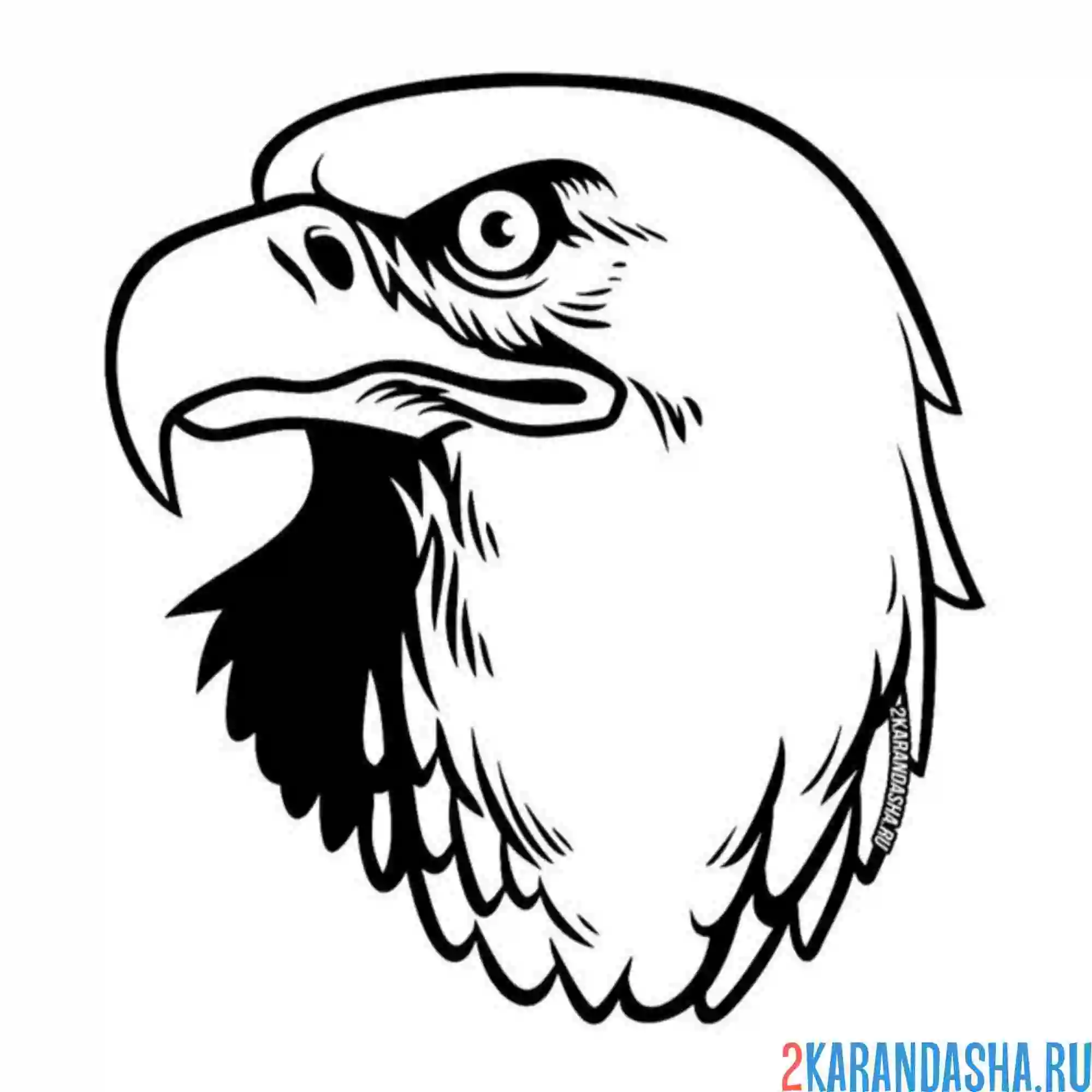 Раскраска орлиный взгляд