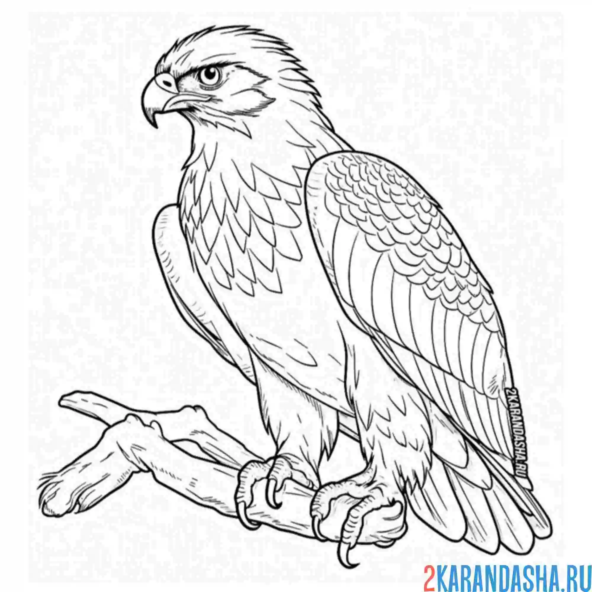 Раскраска красивая птица орел
